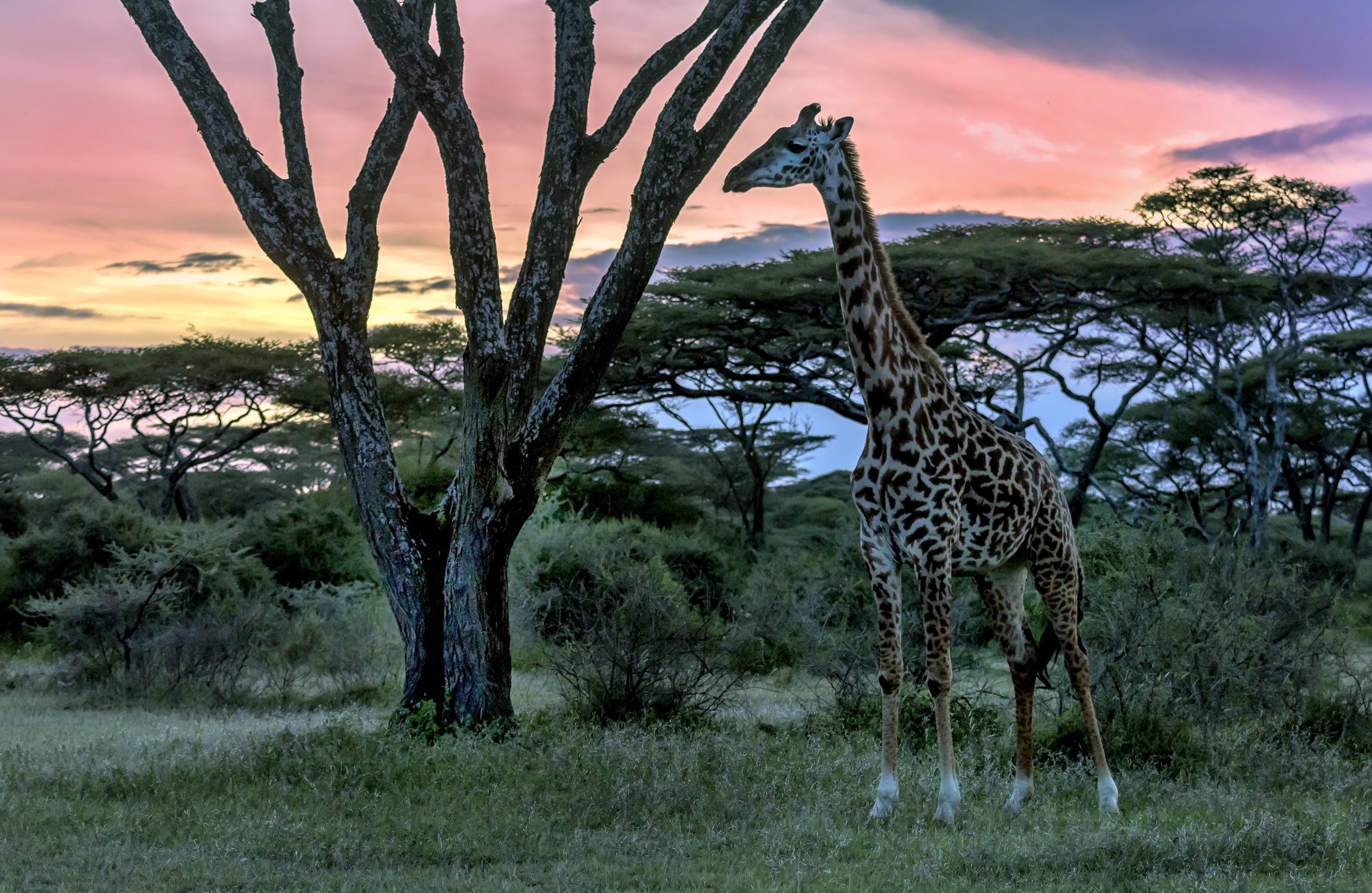 Tanzania 2016 - Guardando il tramonto