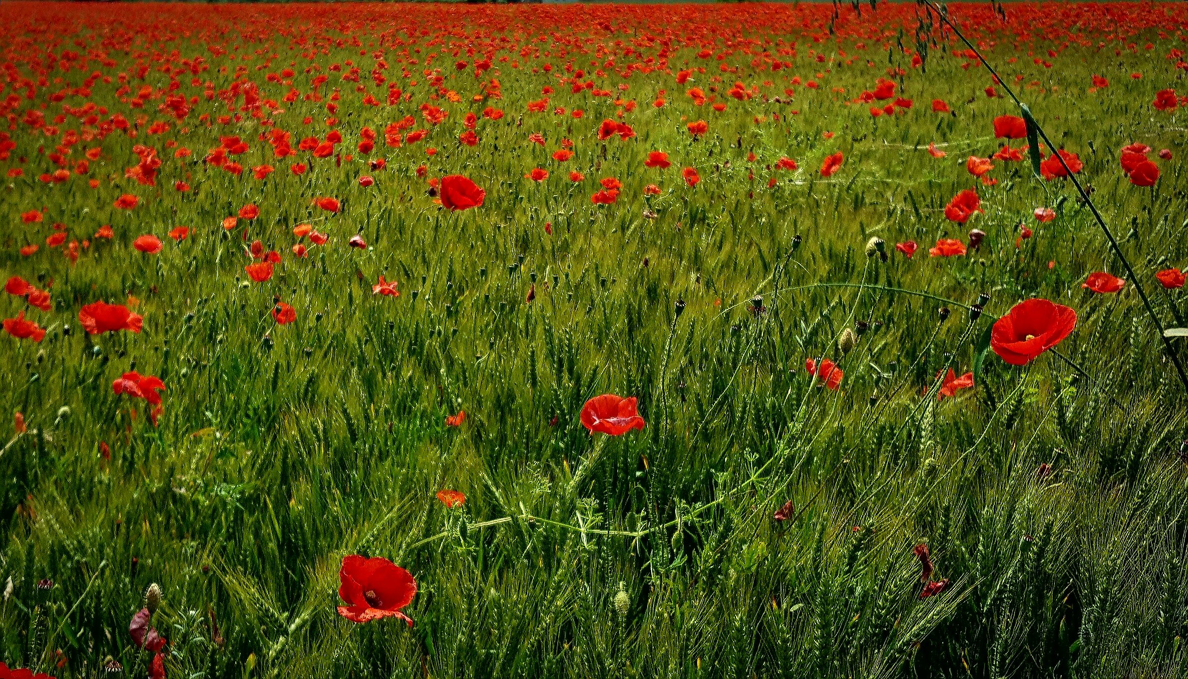 Poppies