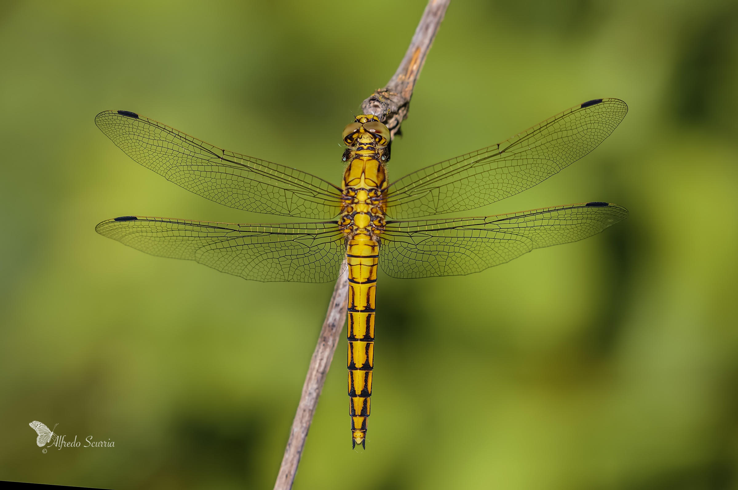 libellula depressa Linnaeus