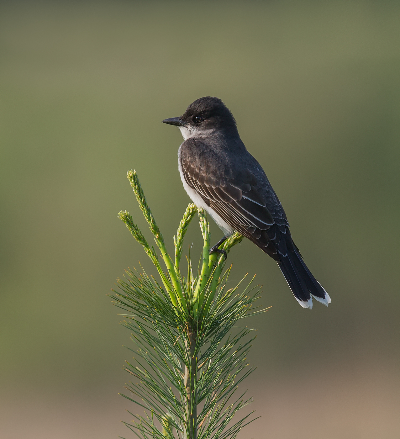 Kingbird orientale