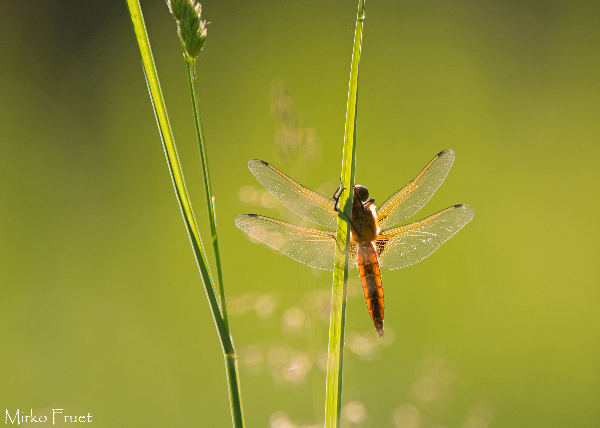 Libellula controluce