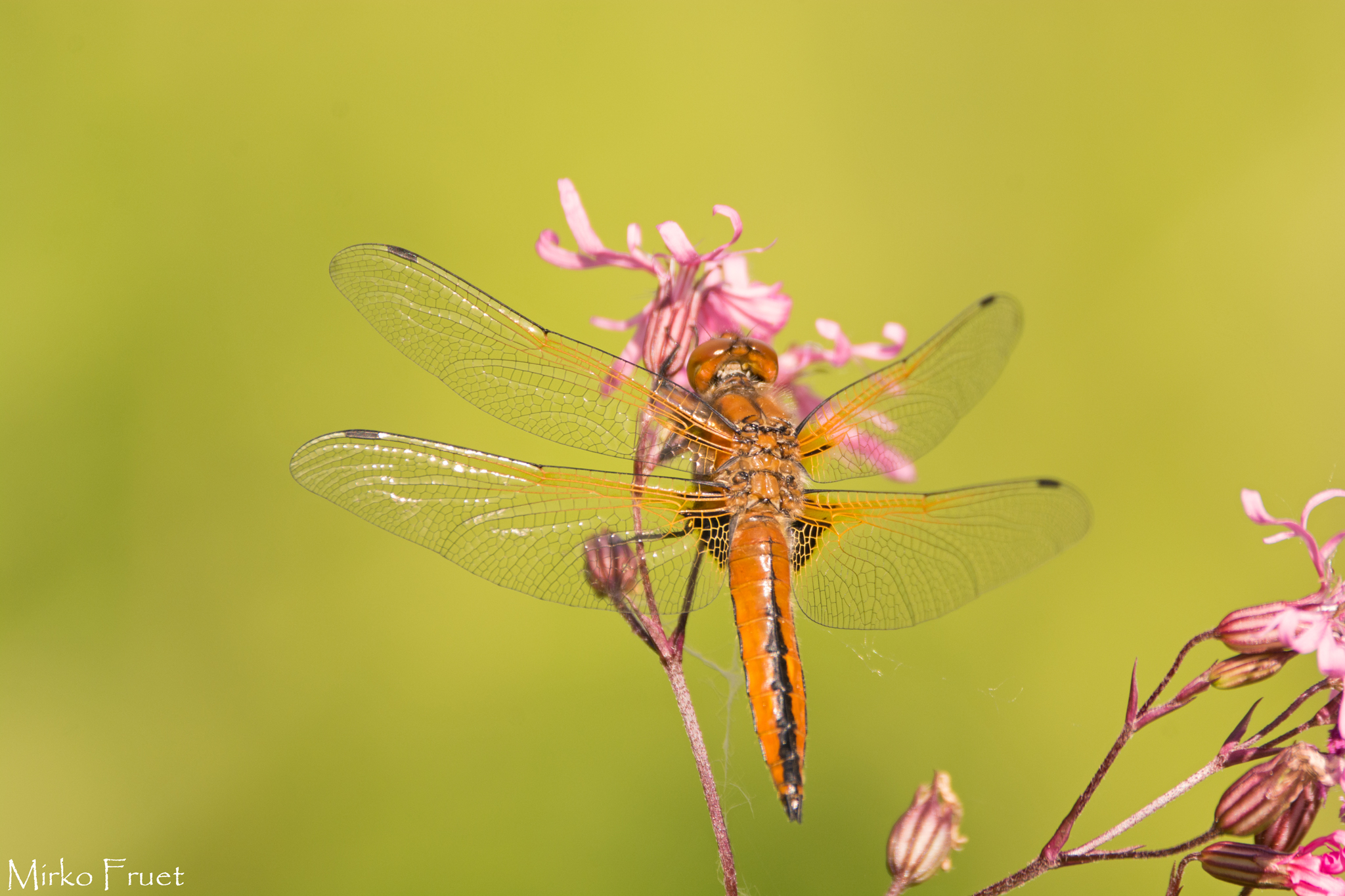 Libellula