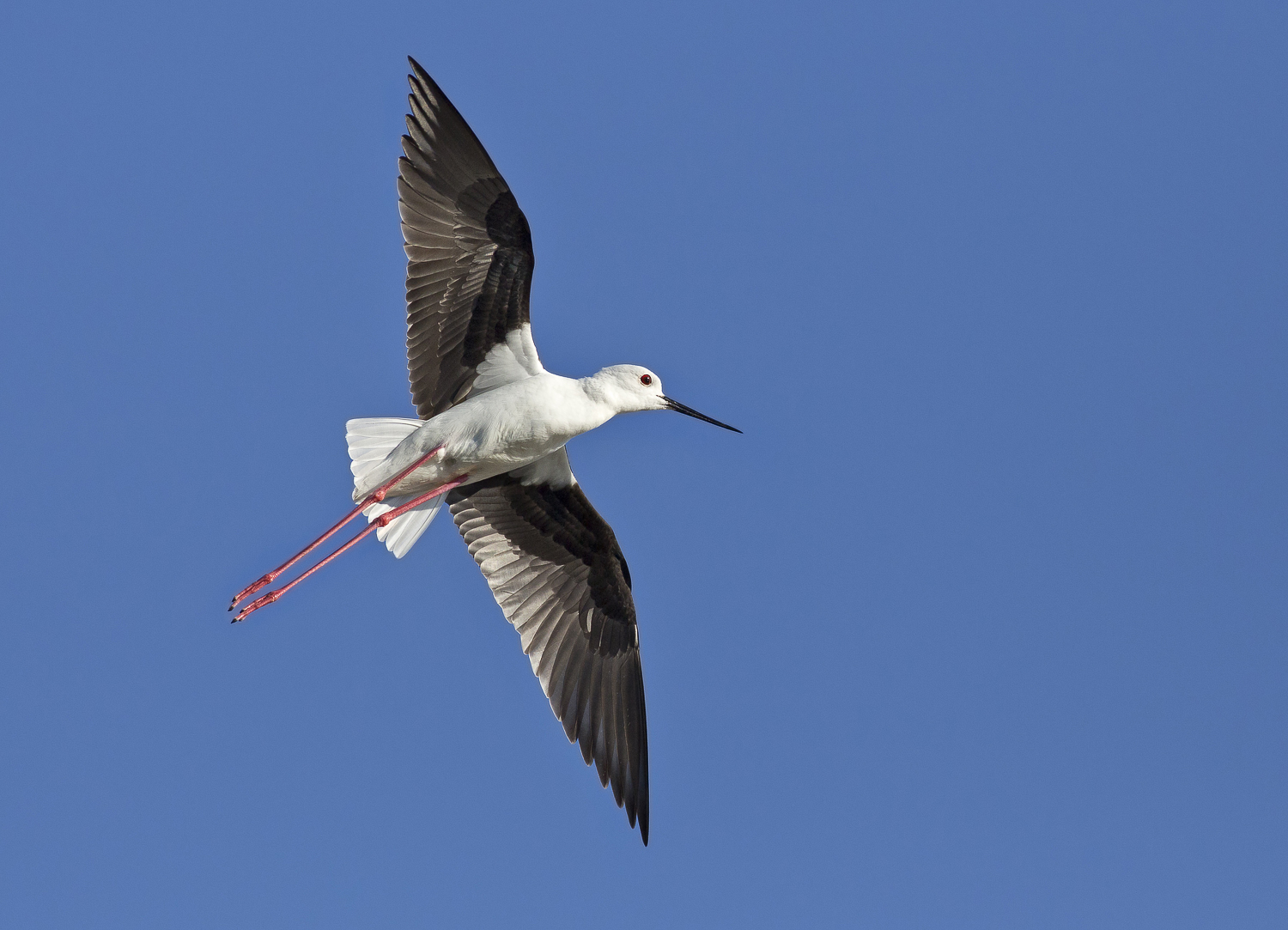 prova foto al volo con 400  5,6