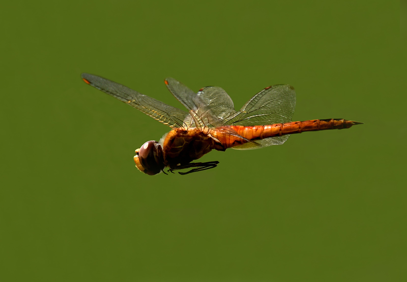 dragonfly