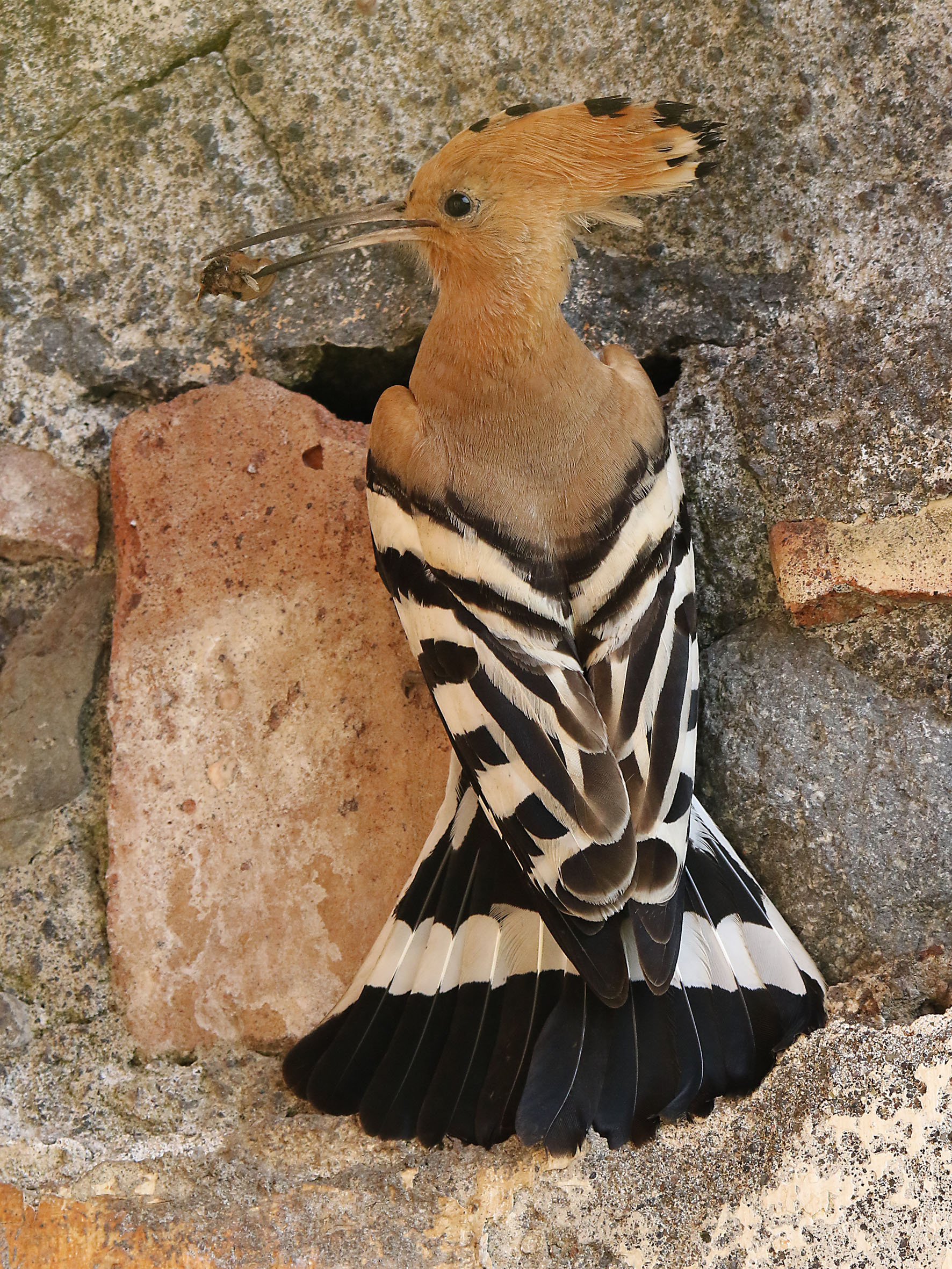 Hoopoe (Upupa epops)
