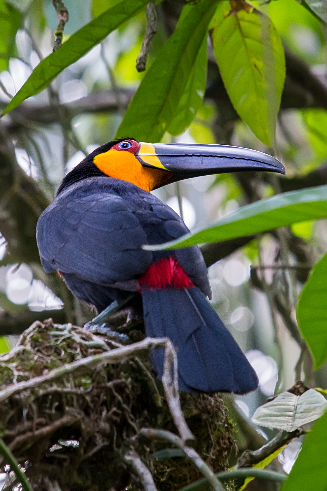 Toucan, Botanical Garden of Rio de Janeiro - Free