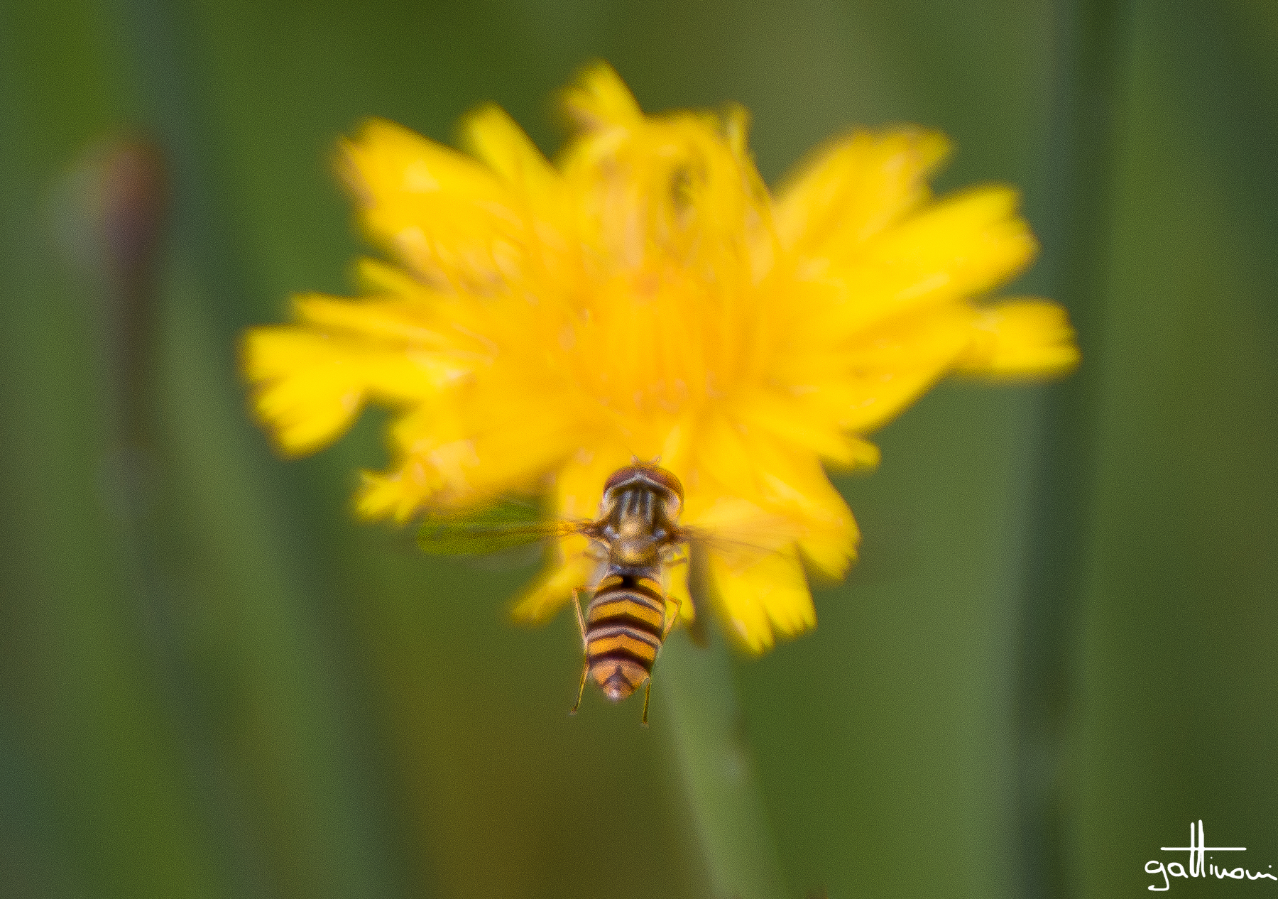 yellow that makes you want