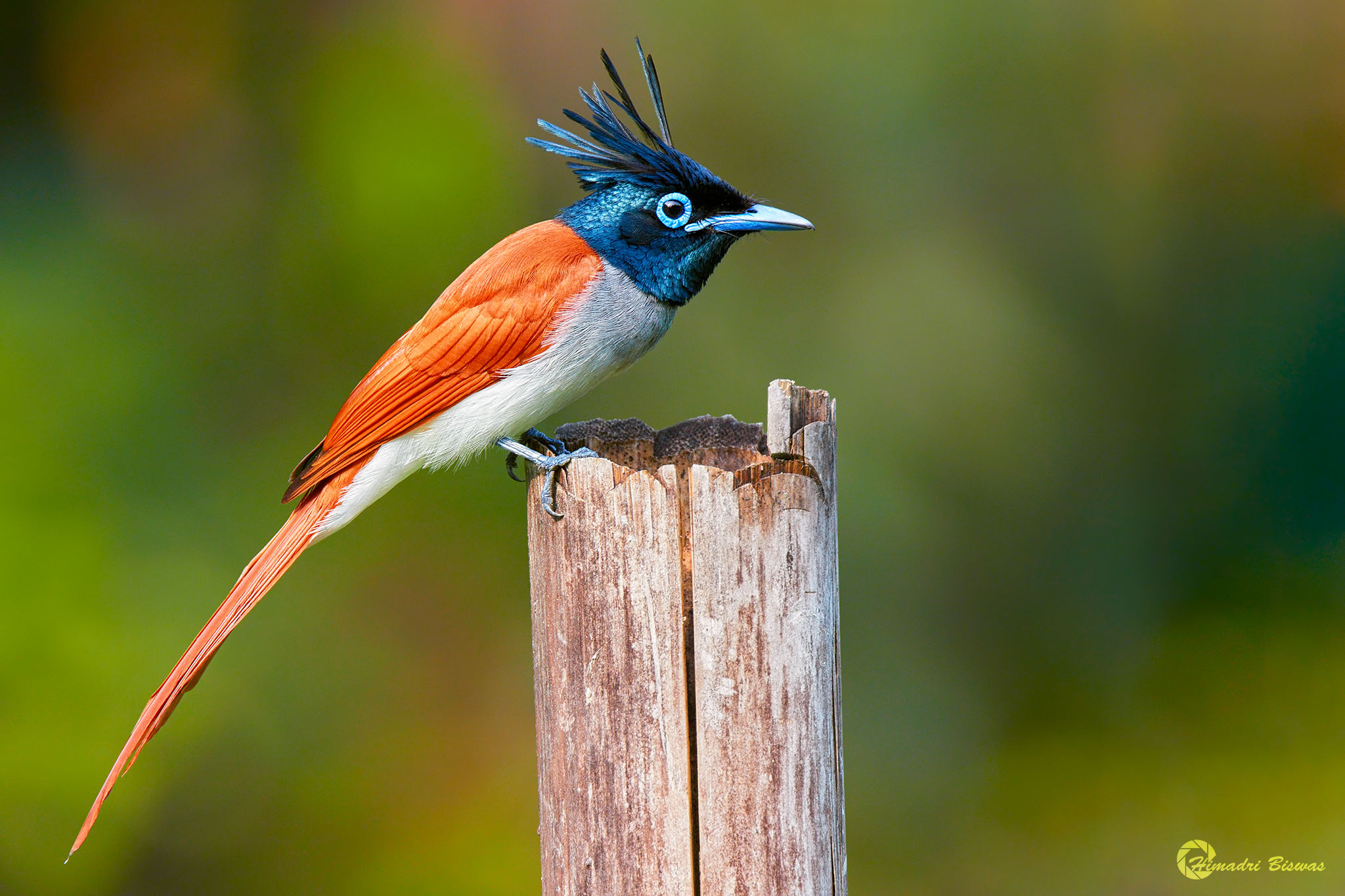 Indian paradise flycatcher male