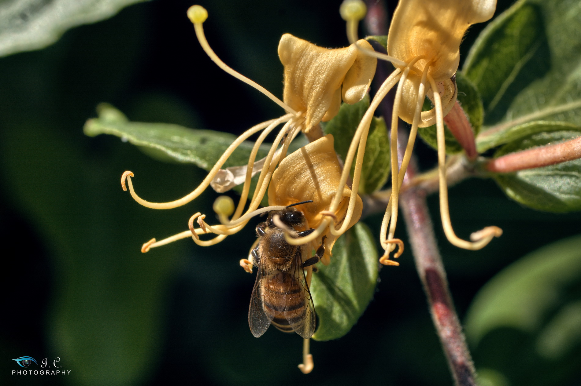 Bee on yellow flowers
