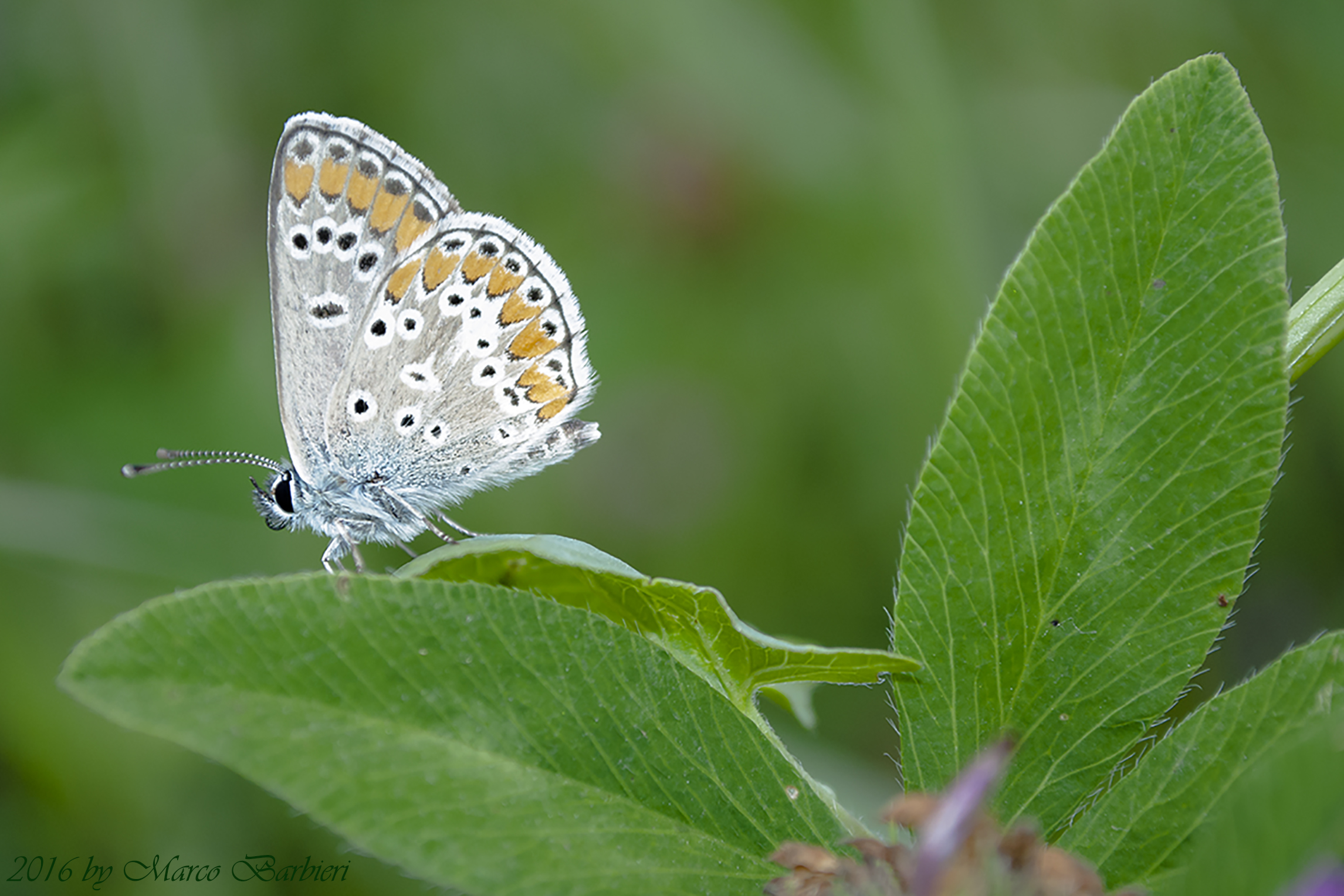 Aricia agestis