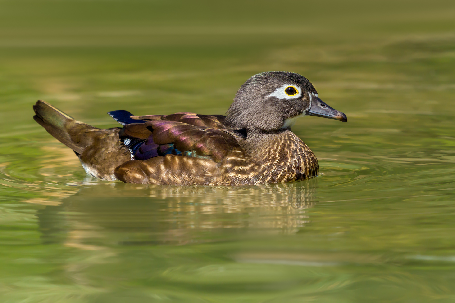 Carolina wood duck - Female