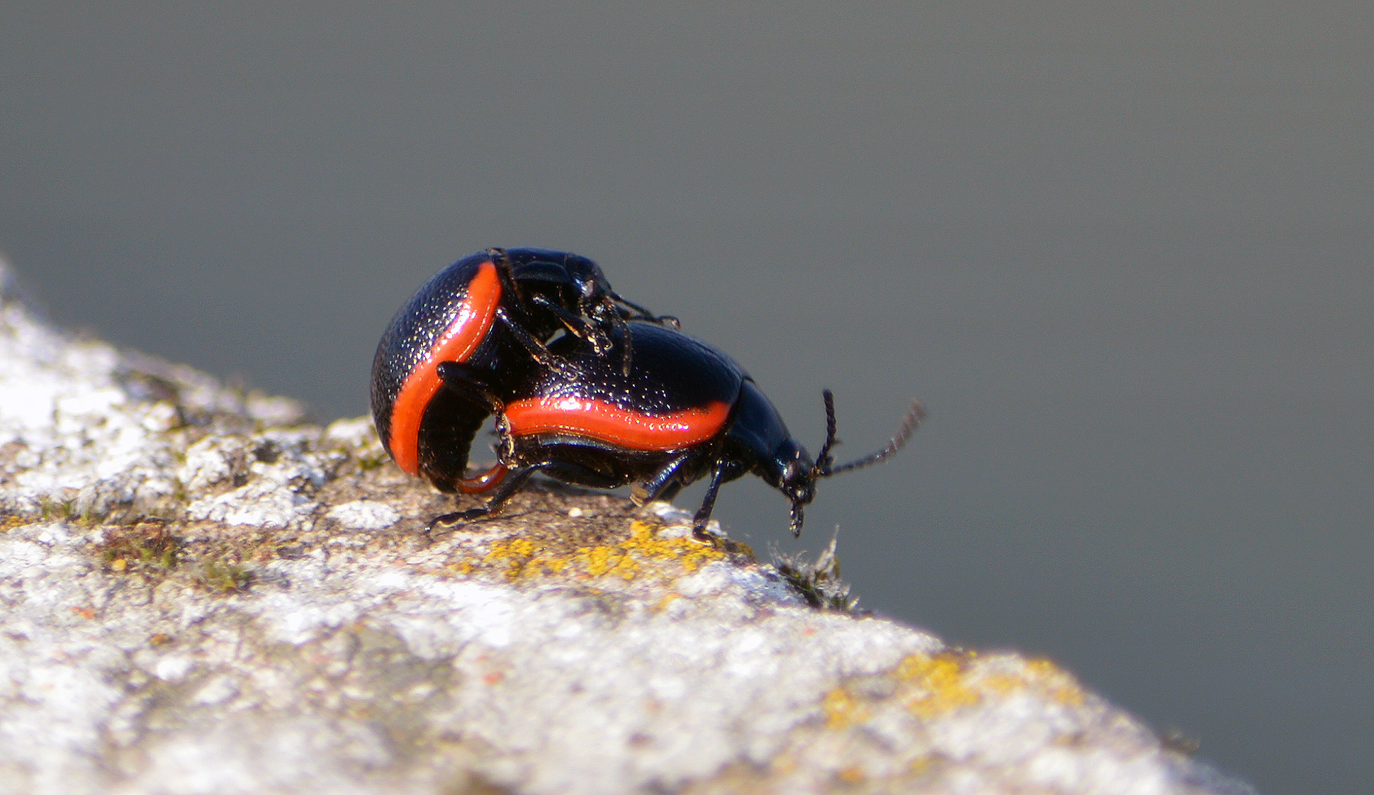 ........ Bicoleottero