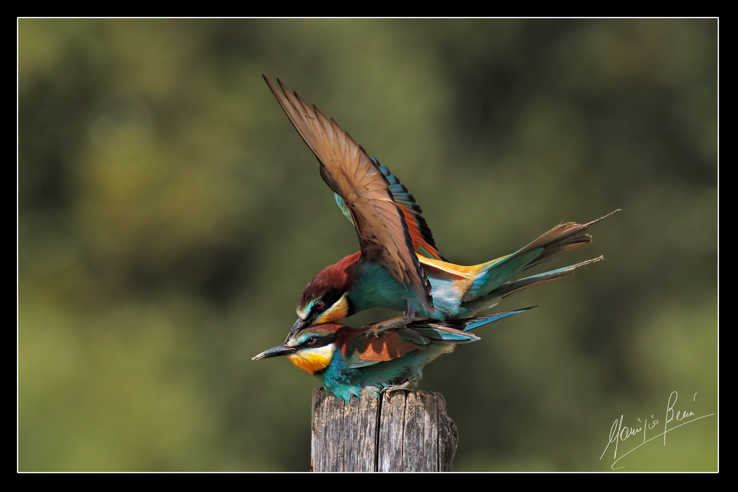 Bee-eaters ... all in 10 seconds