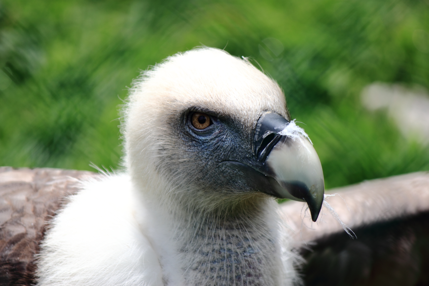 close-up of a Griffon