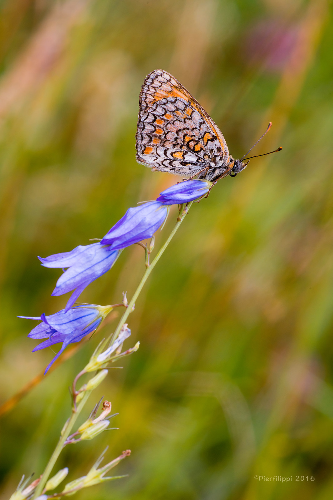 Melitaea