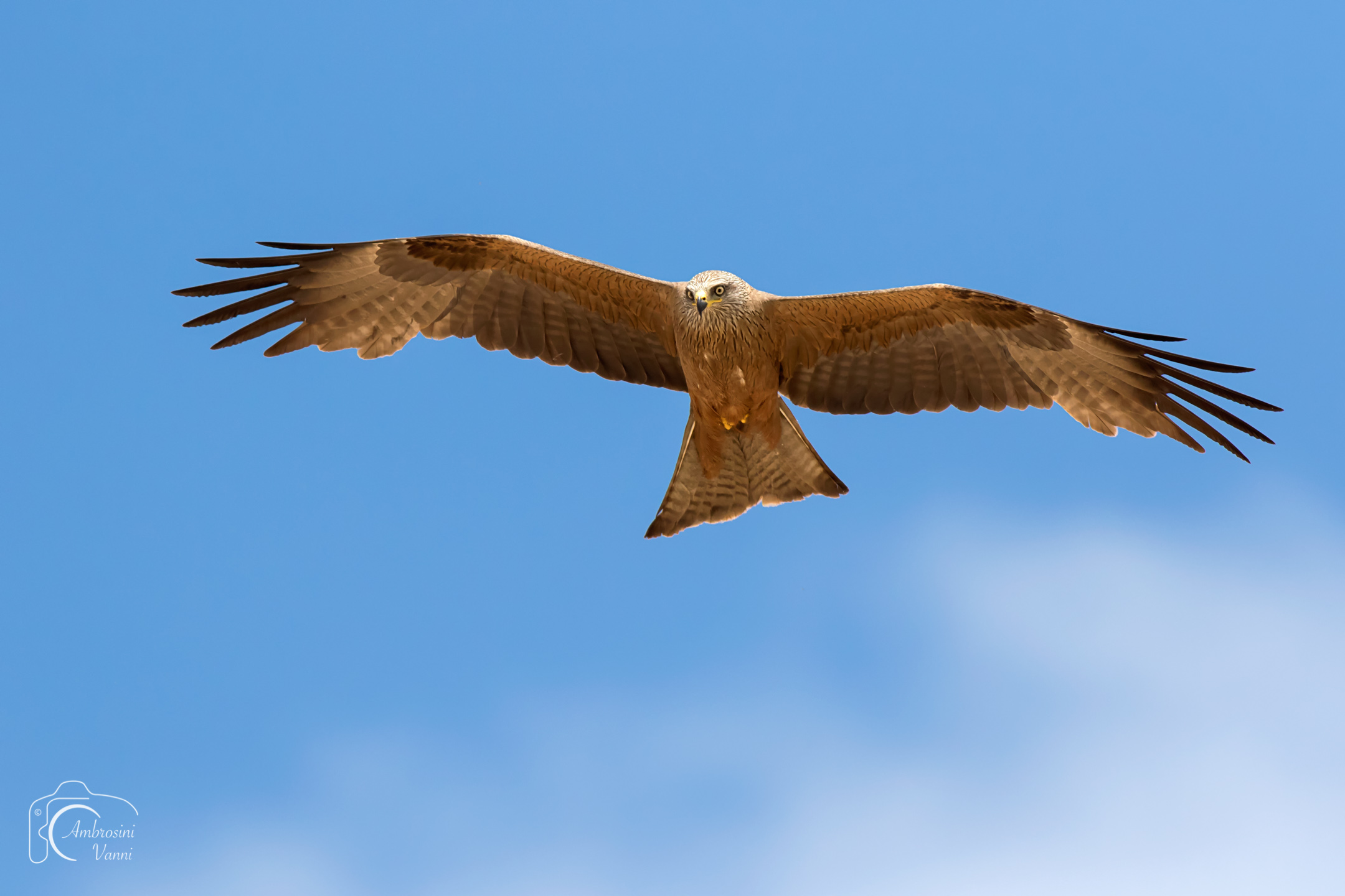 black kite
