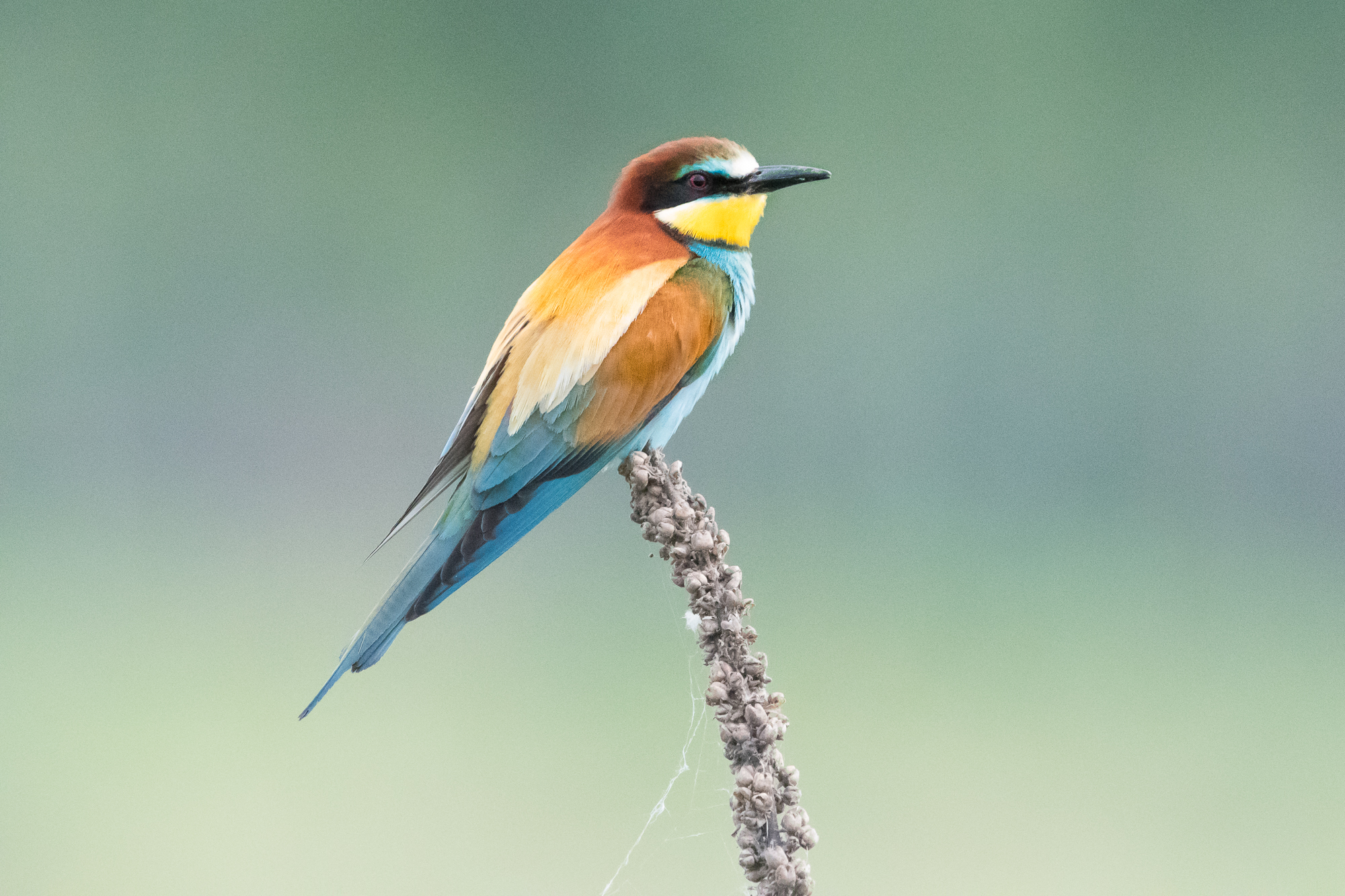 Gruccione a 25600 iso