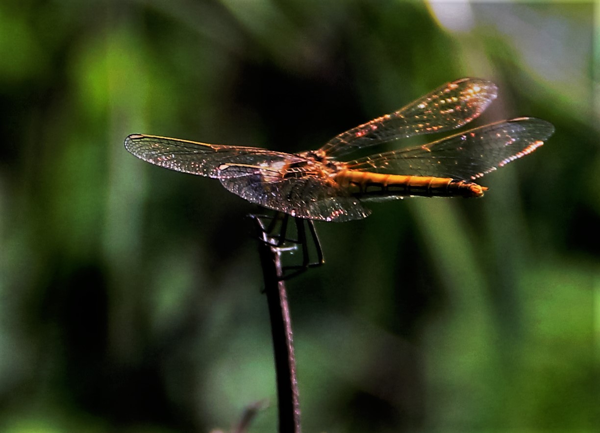 la libellula