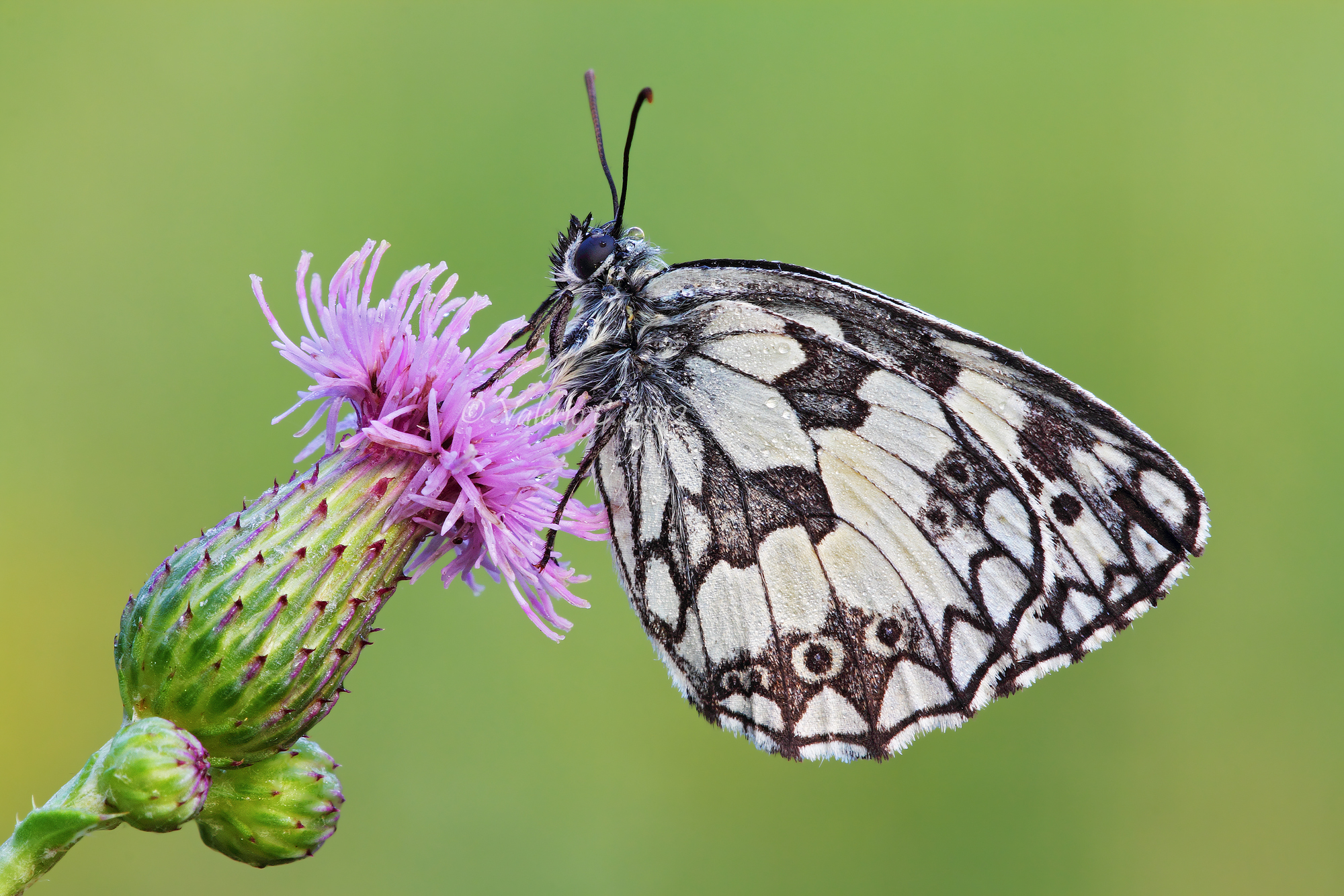 Melanargia galathea