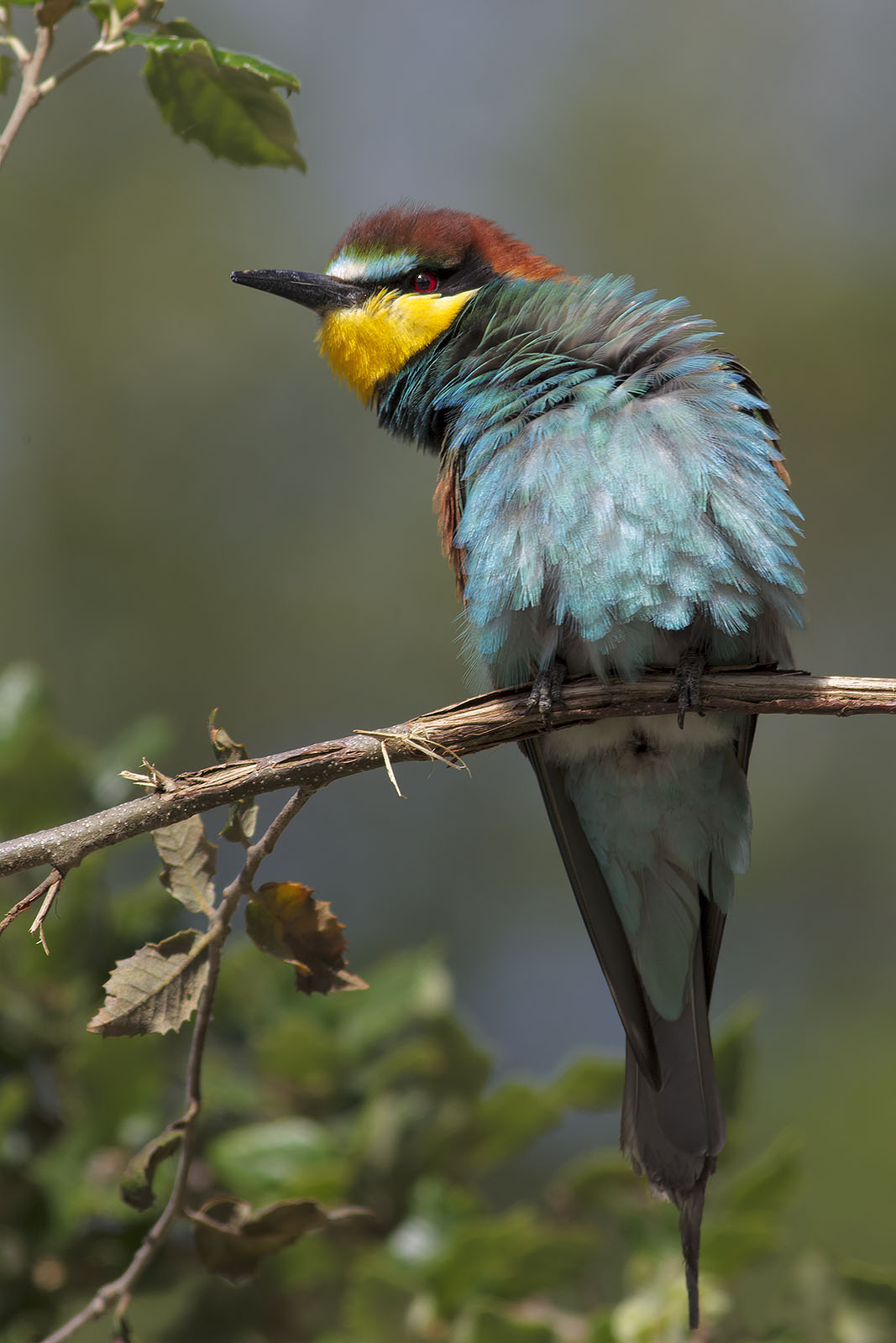 Sto sempre più storto