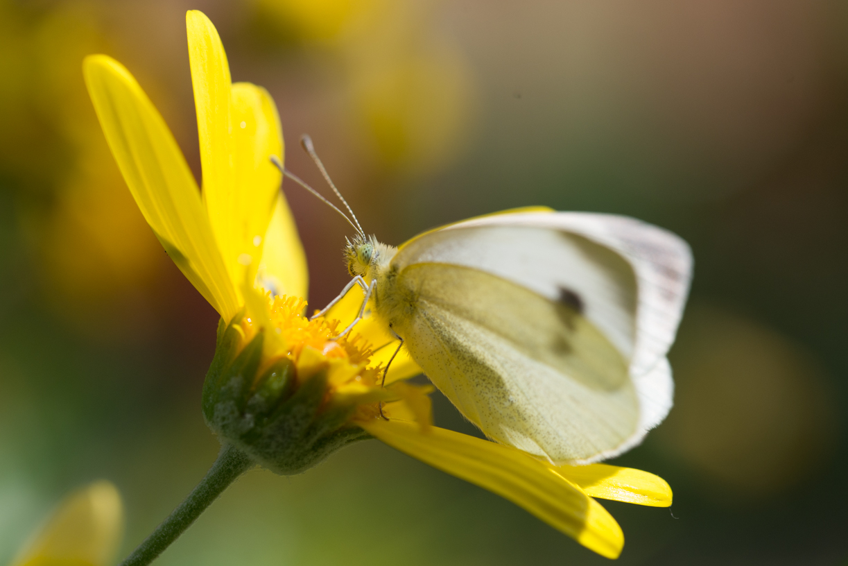farfalla su margherita