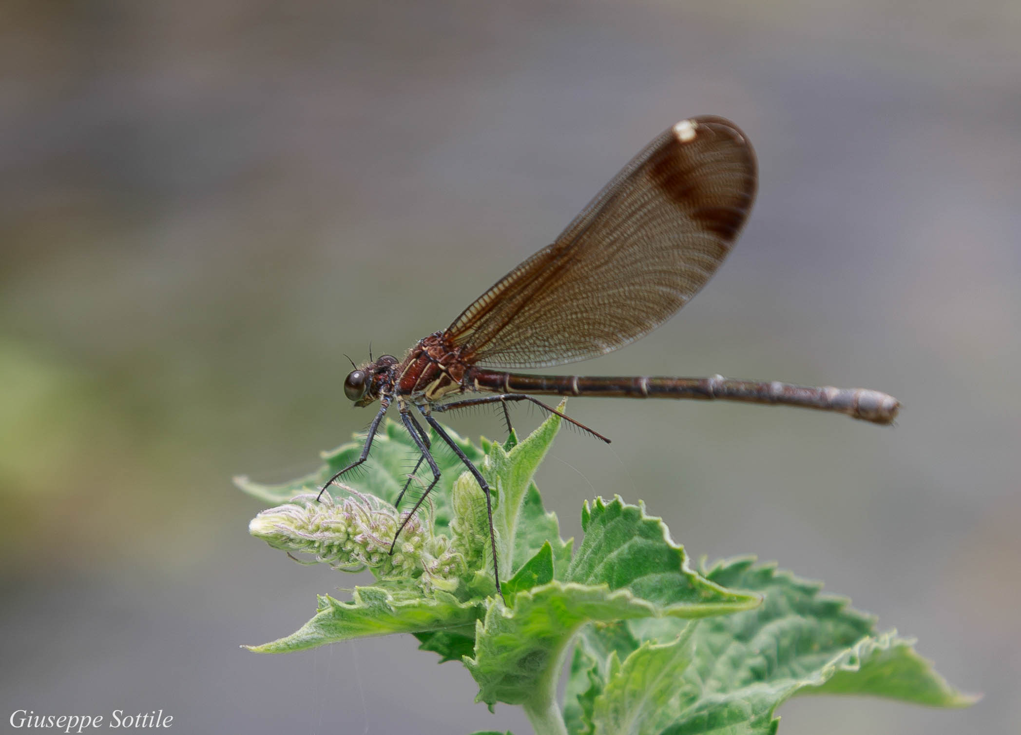 Dragonfly