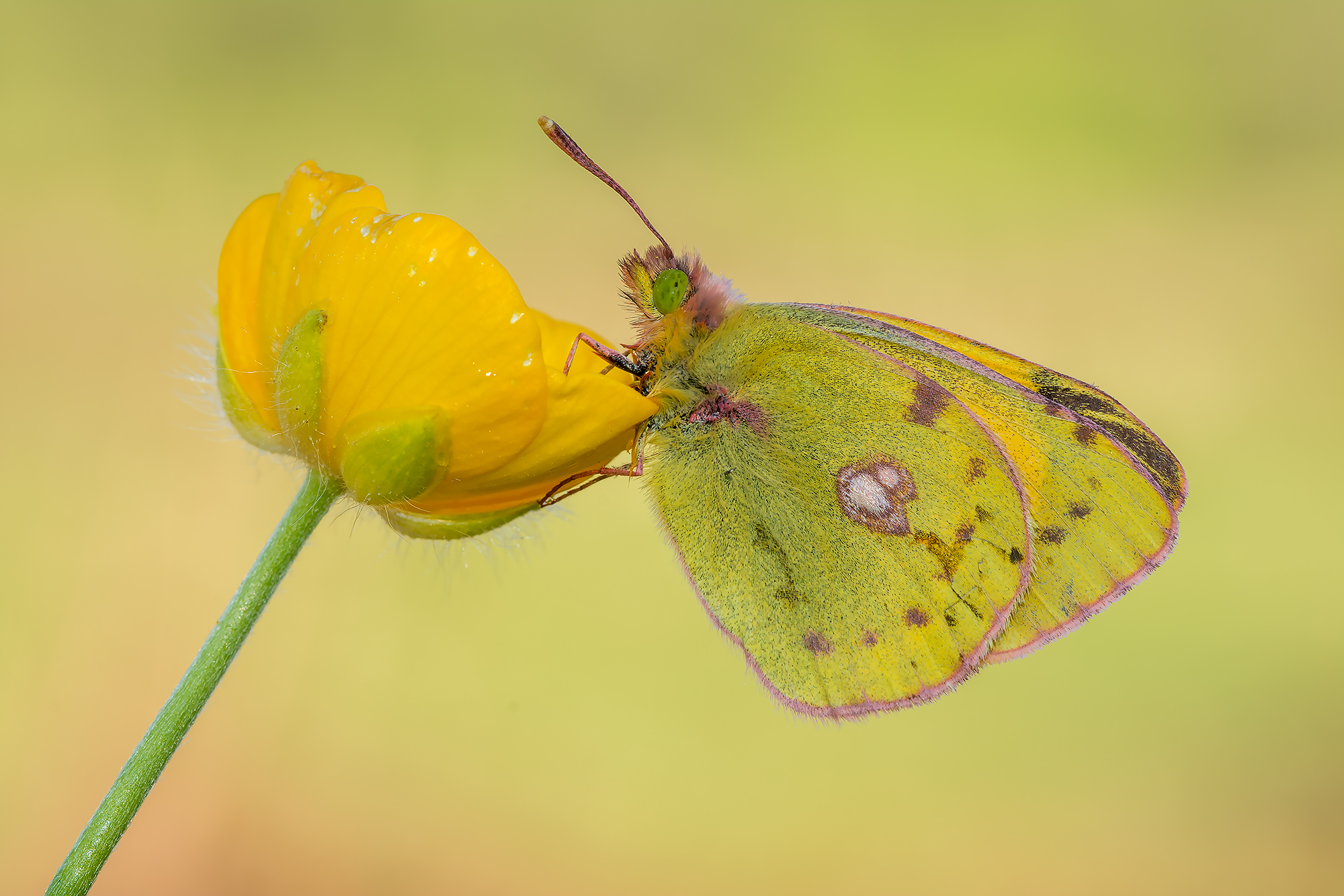 Colias crocea