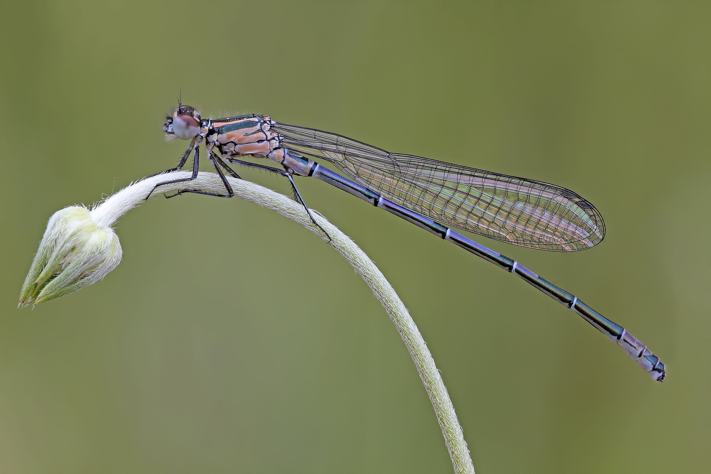 l' Arcobaleno Nelle Ali !