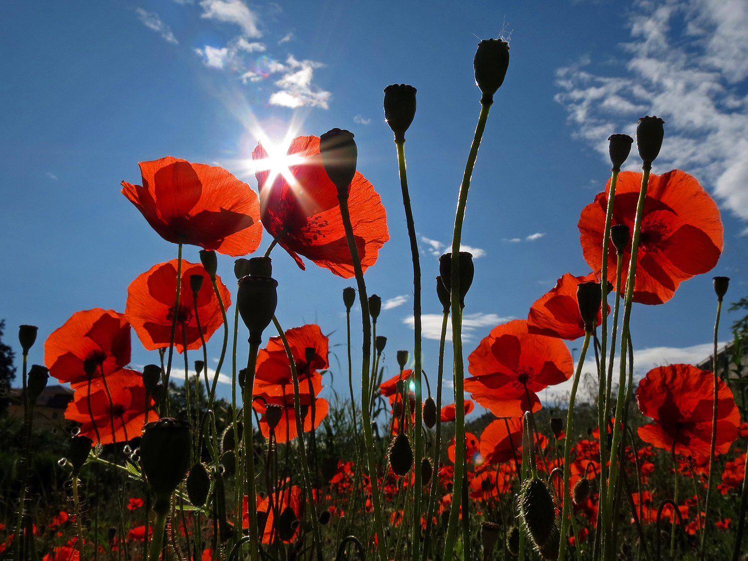 Backlit poppy