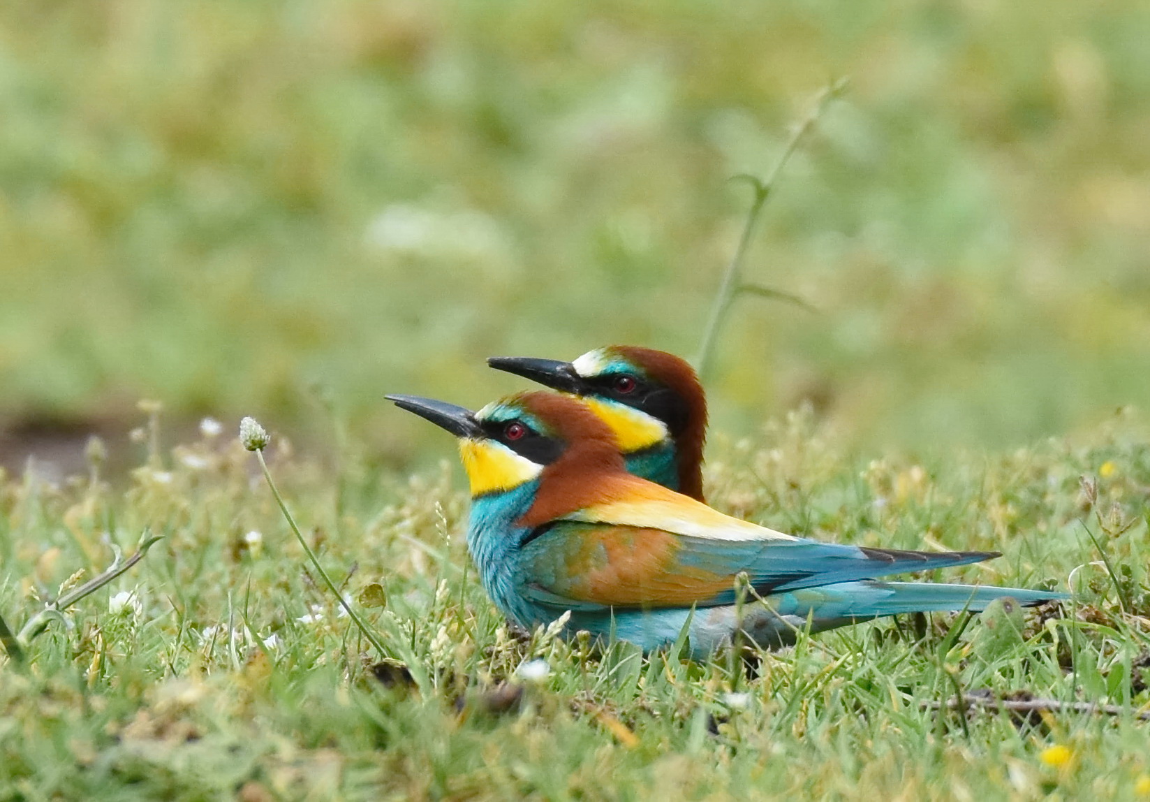 Bee-eaters to rest