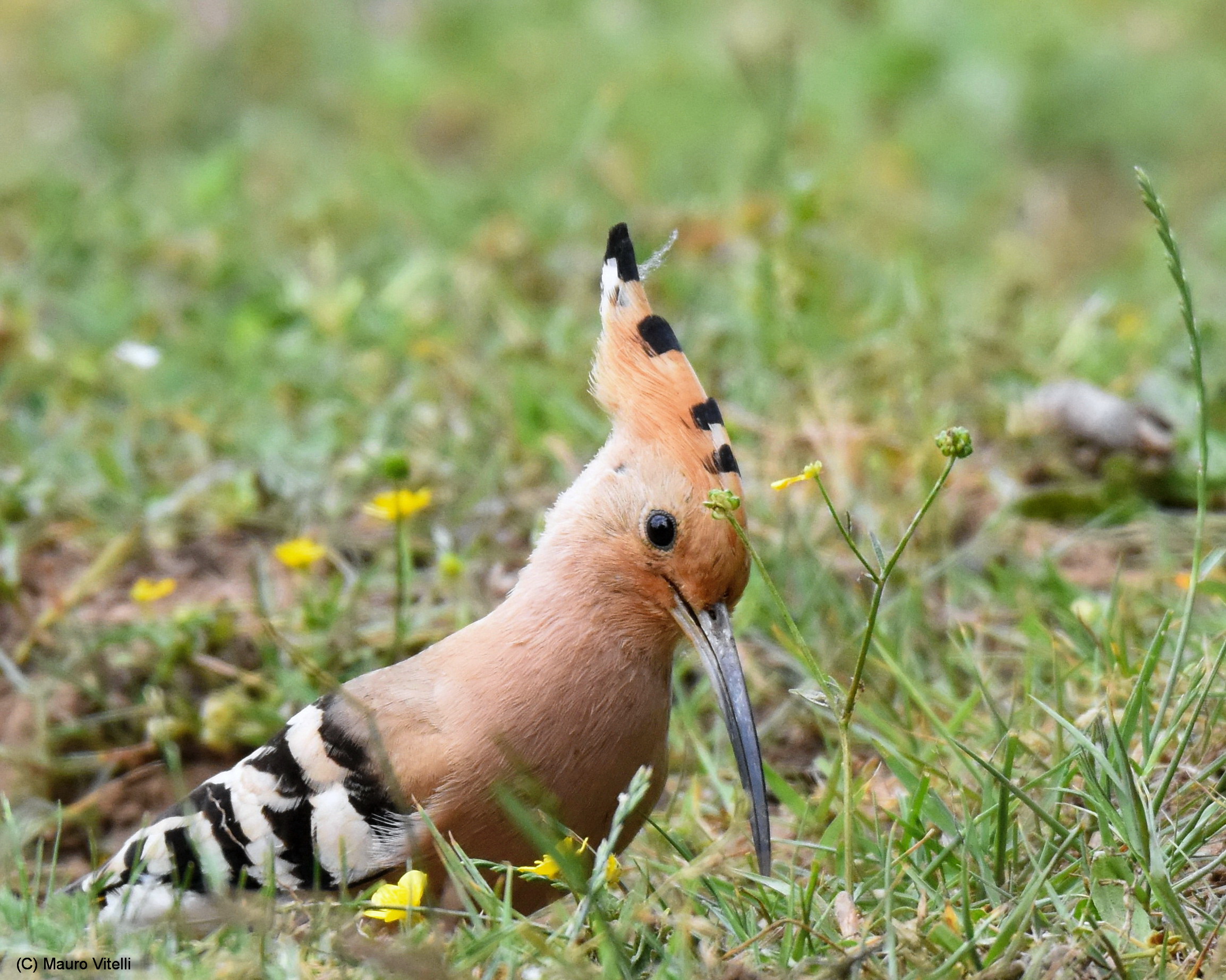 Hoopoe grazing