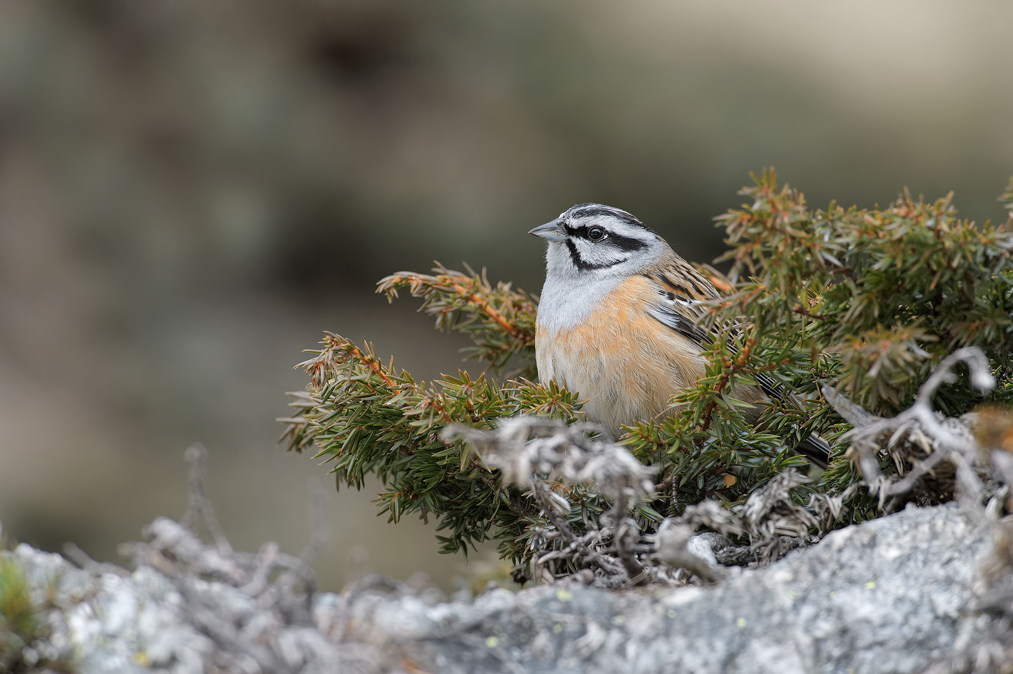 Rock Bunting