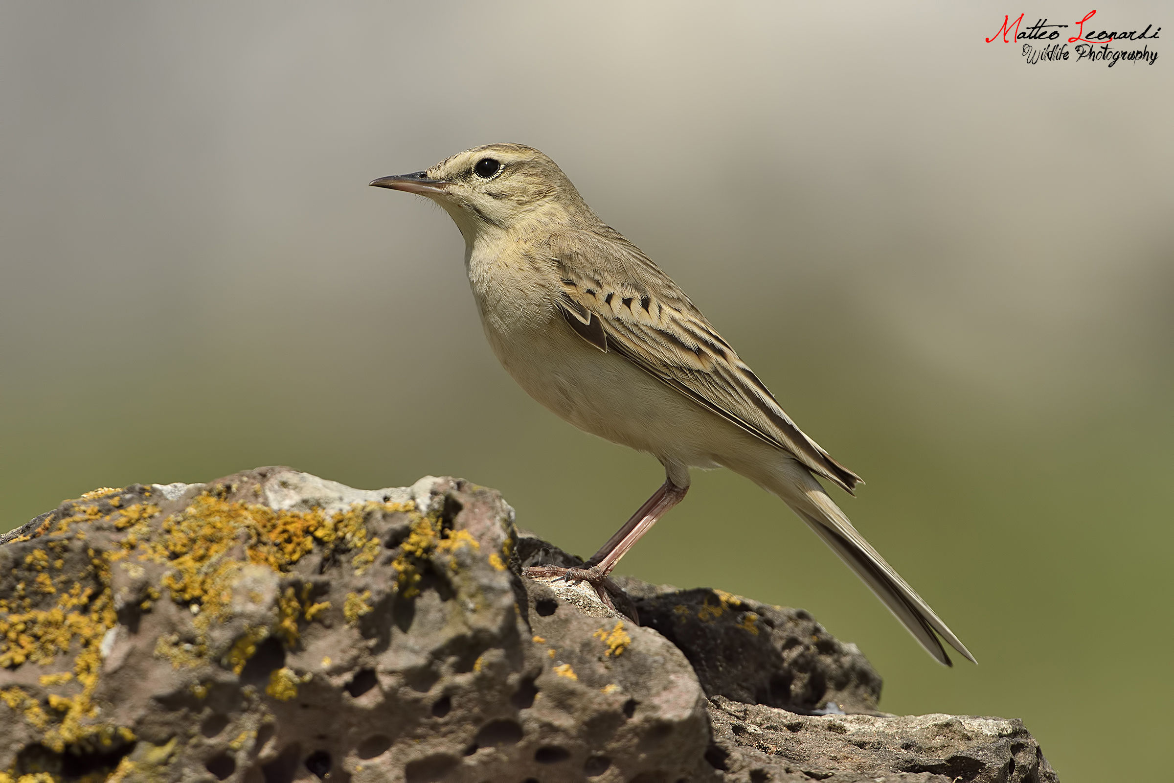 Pipit
