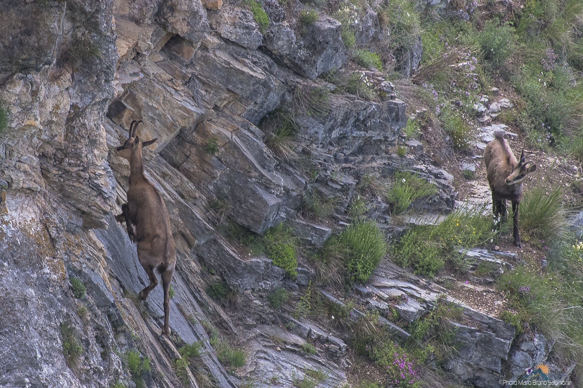 Chamois, in summer dress.