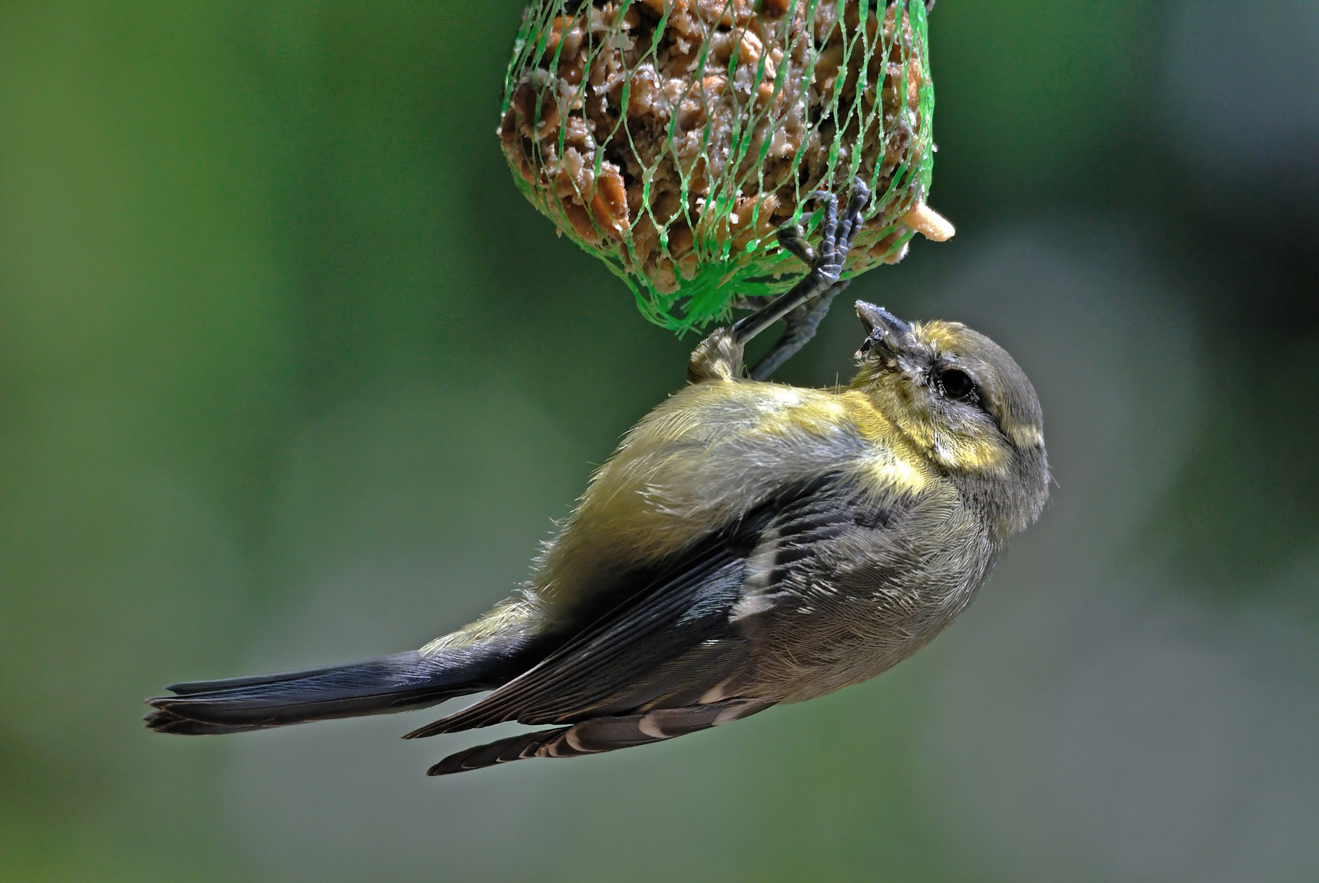 Young Blue Tit (Parus caeruleus)