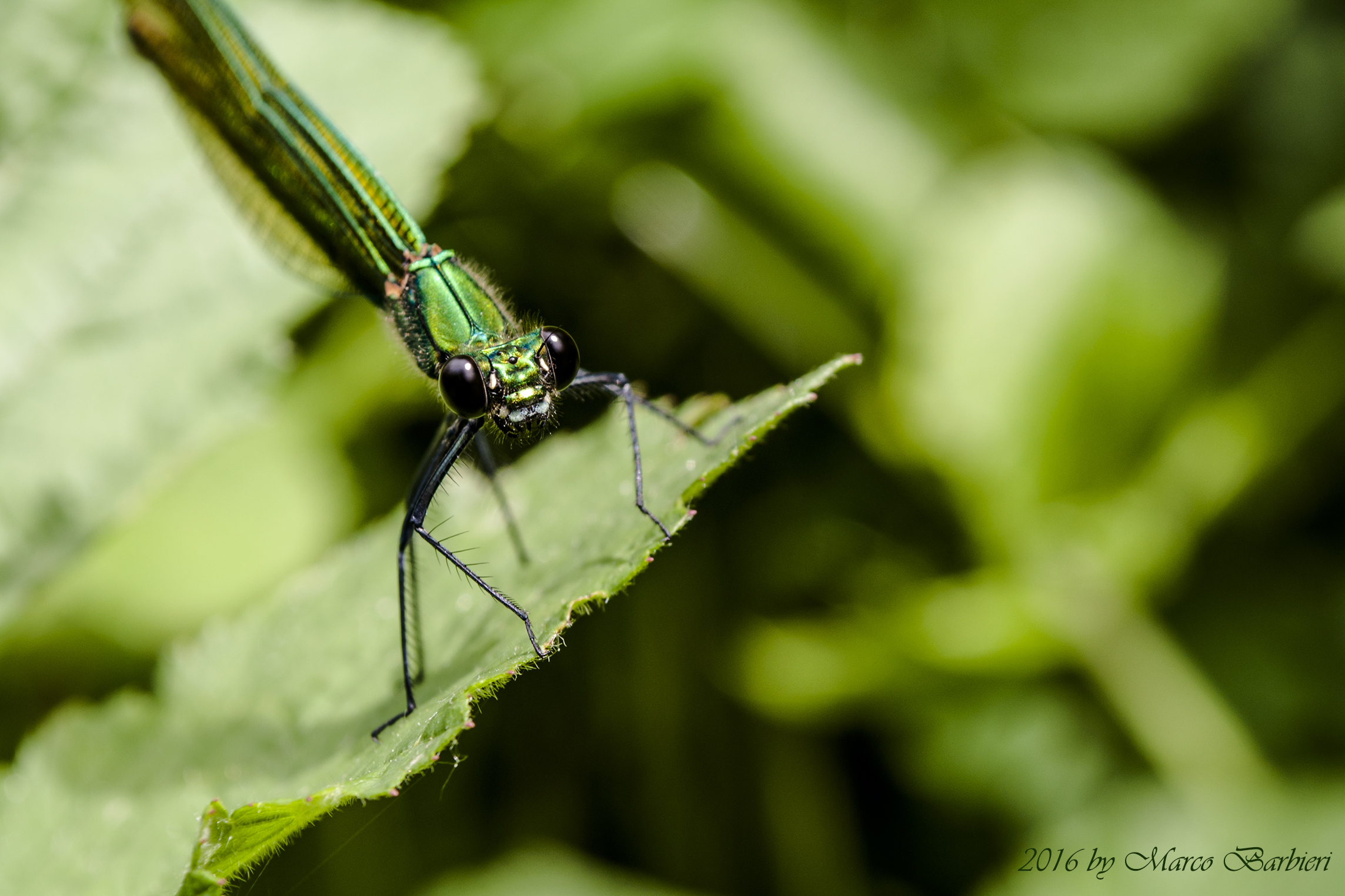 Calopteryx virgo (Linnaeus, 1758)