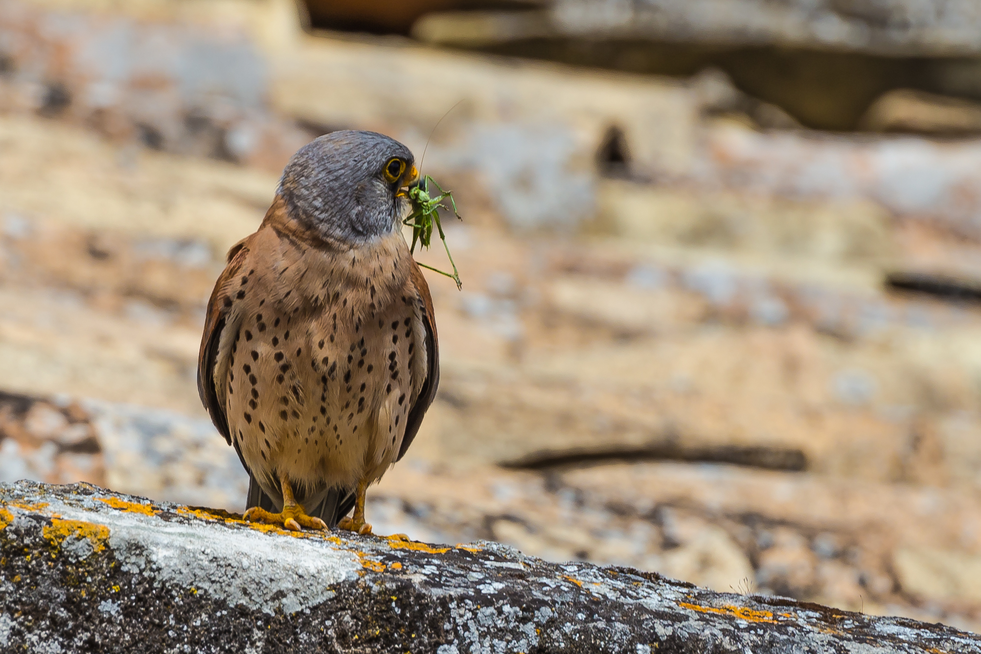 Lesser Kestrel with prey