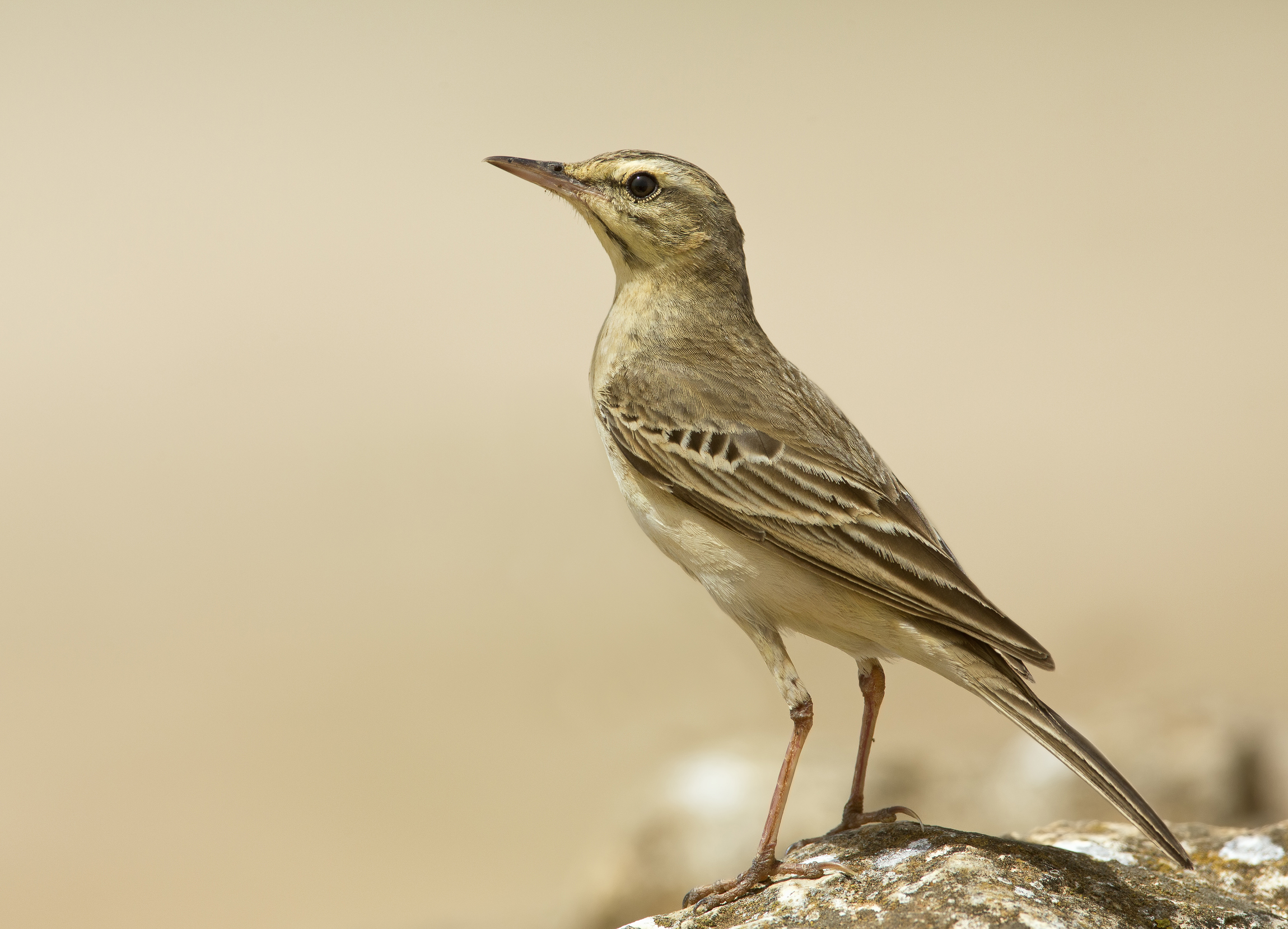fusione di 4 scatti(testa, addome, zampe e sfondo)...