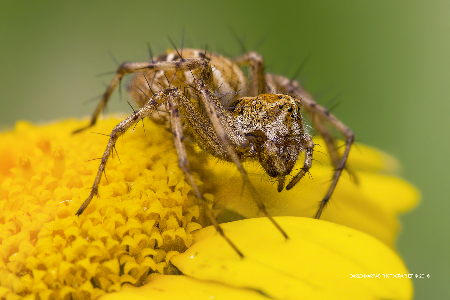 Oxyopes heterophthalmus
