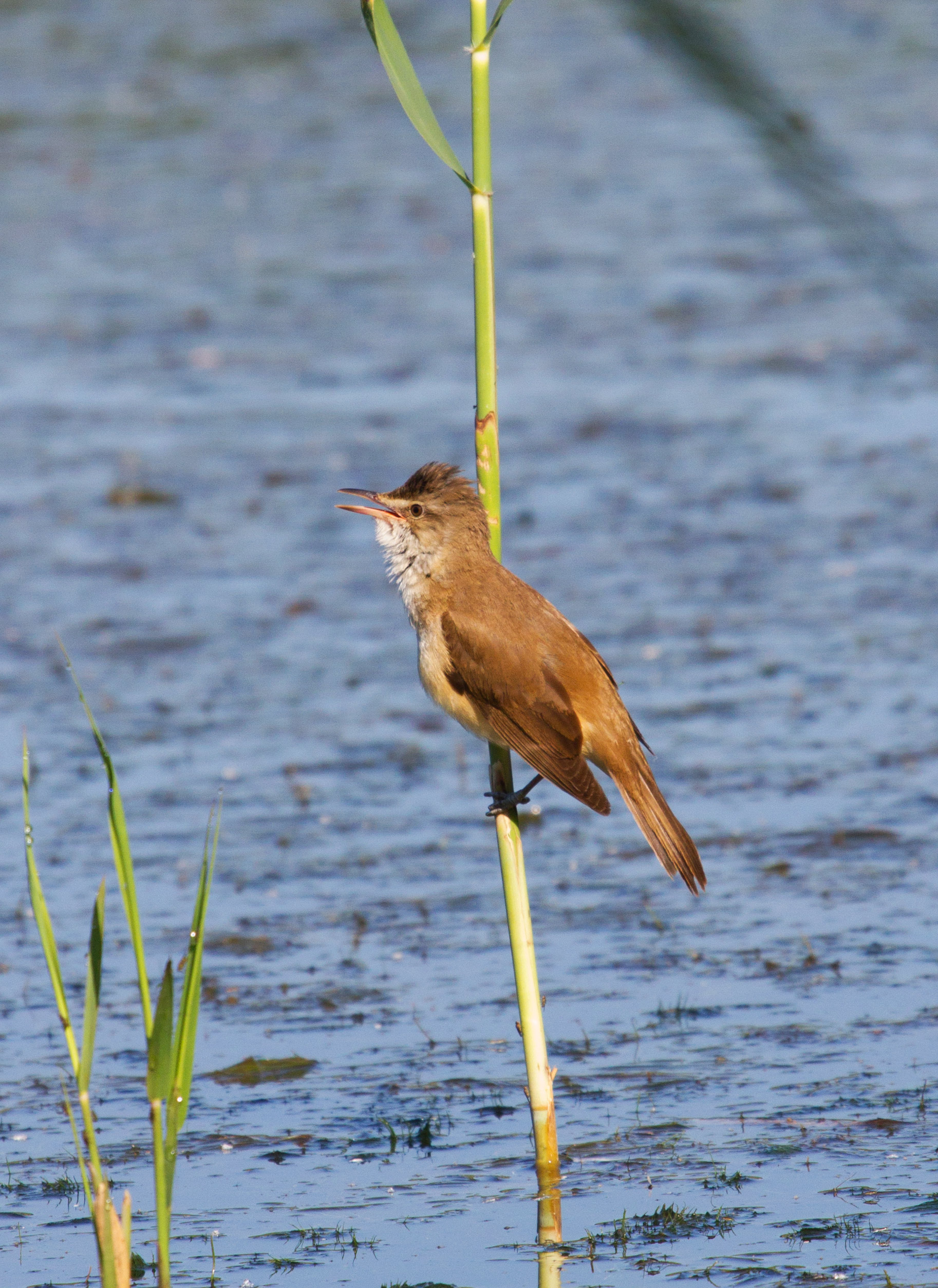 Warbler (Acrocephalus arundinaceus)