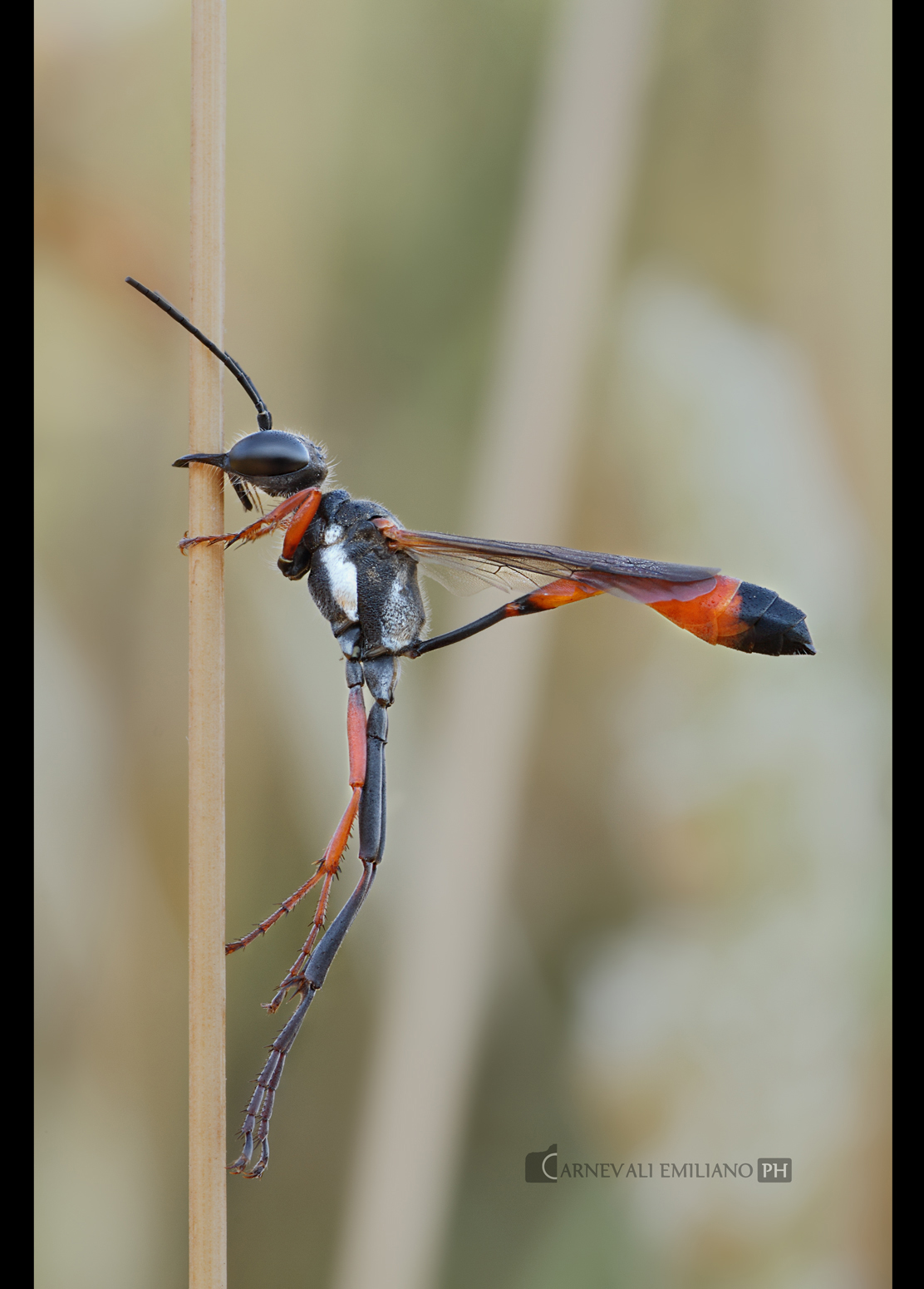 Ammophila heydeni...