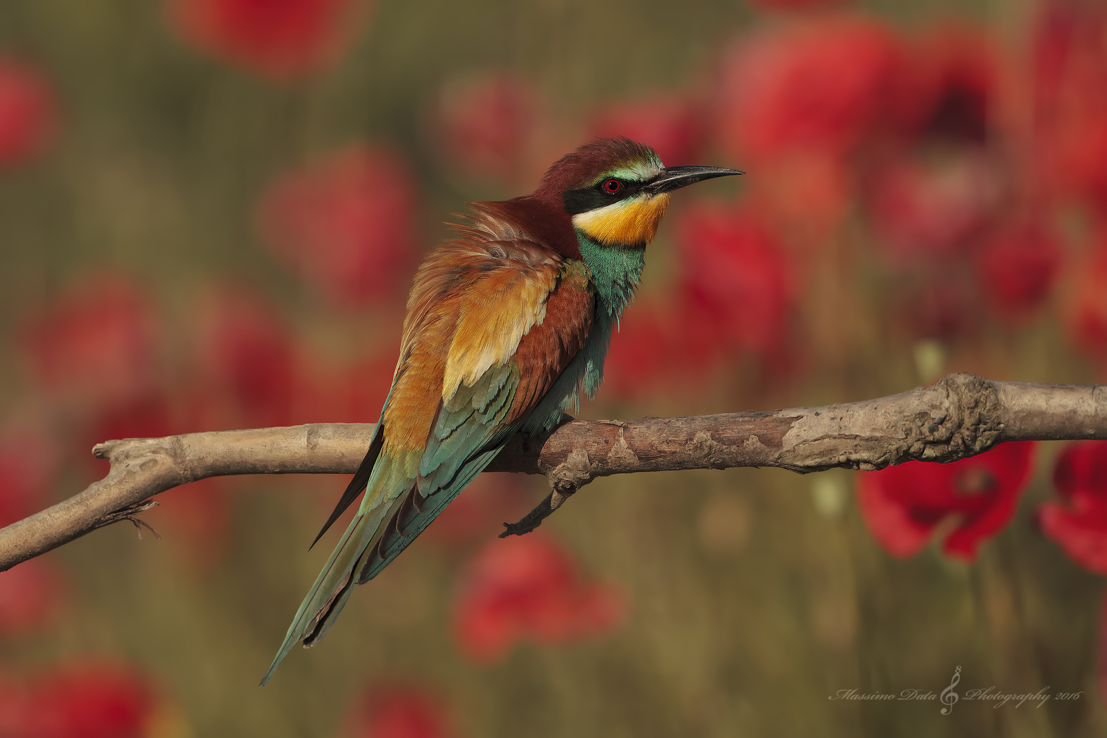 Bee-eater and poppies