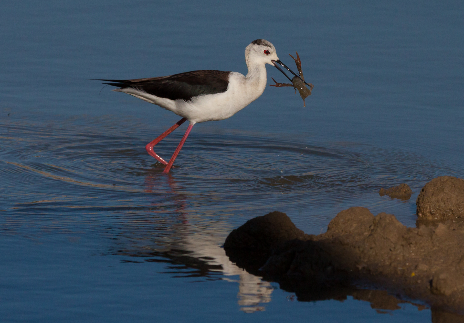 cavaliere con gambero