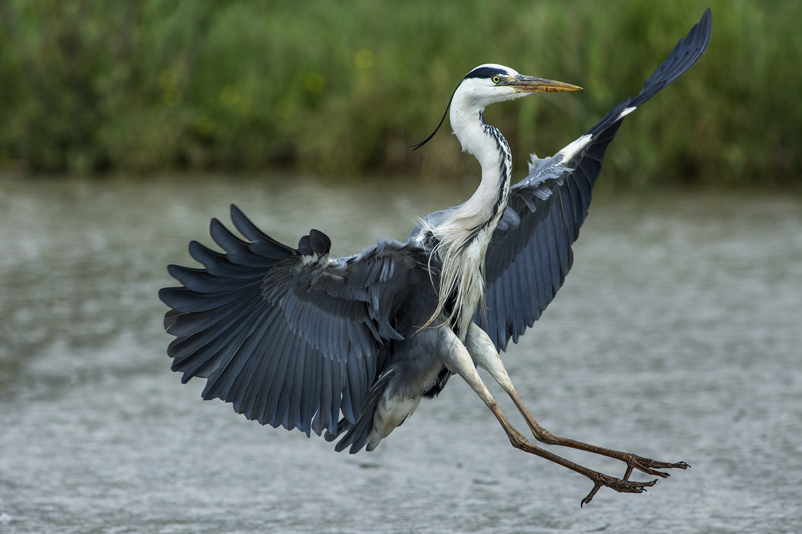 Grey Heron
