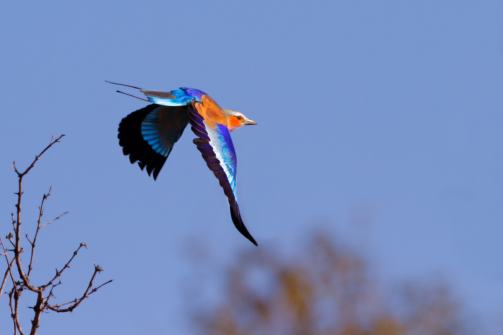 rullo dal petto Lilla (Coracias caudatus)
