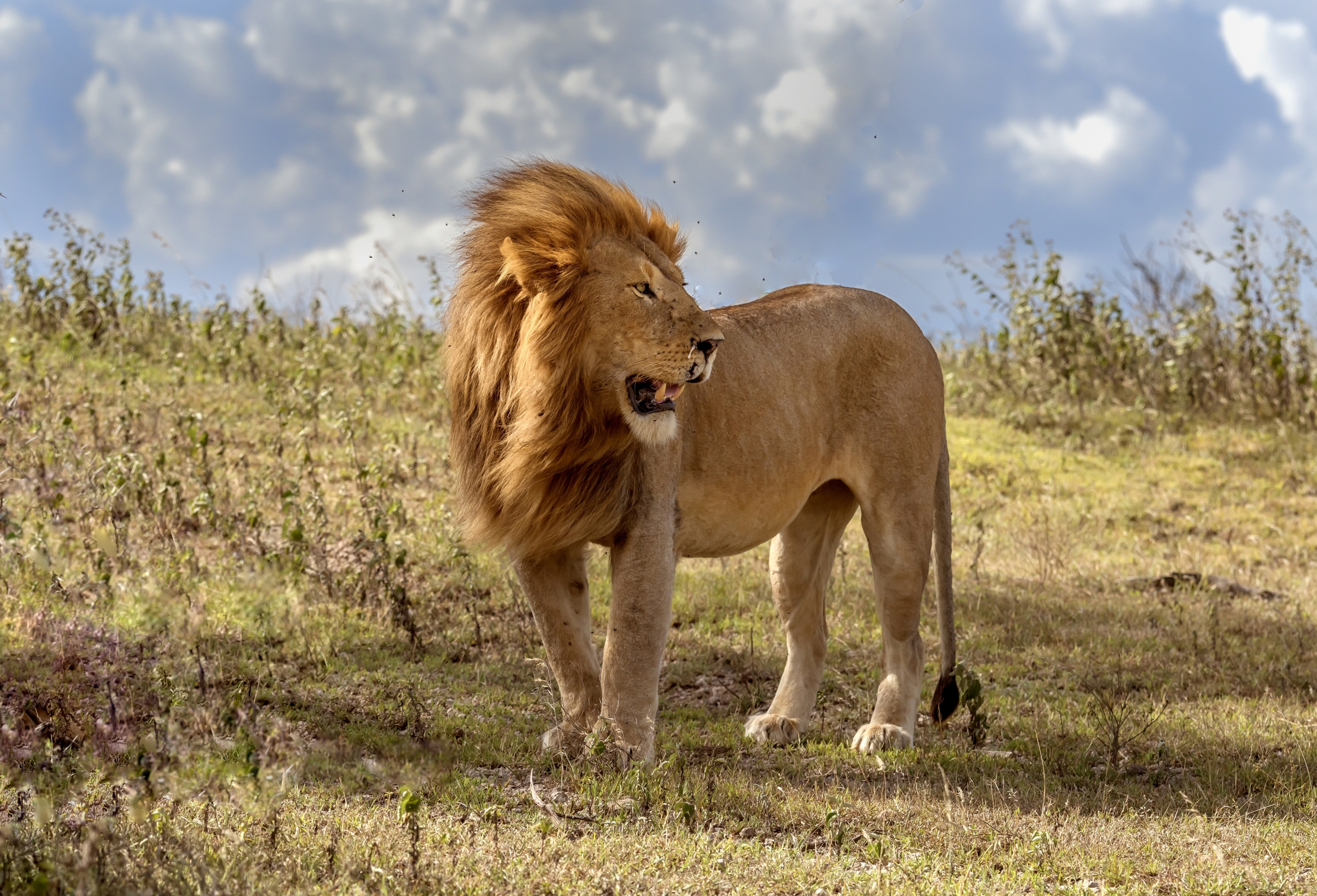 Tanzania 2016 - Lion