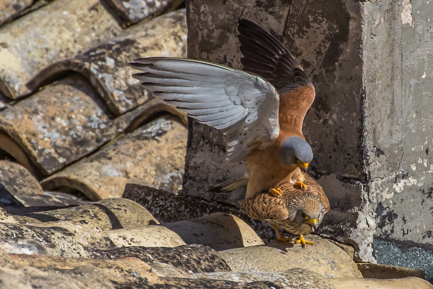 lesser kestrel
