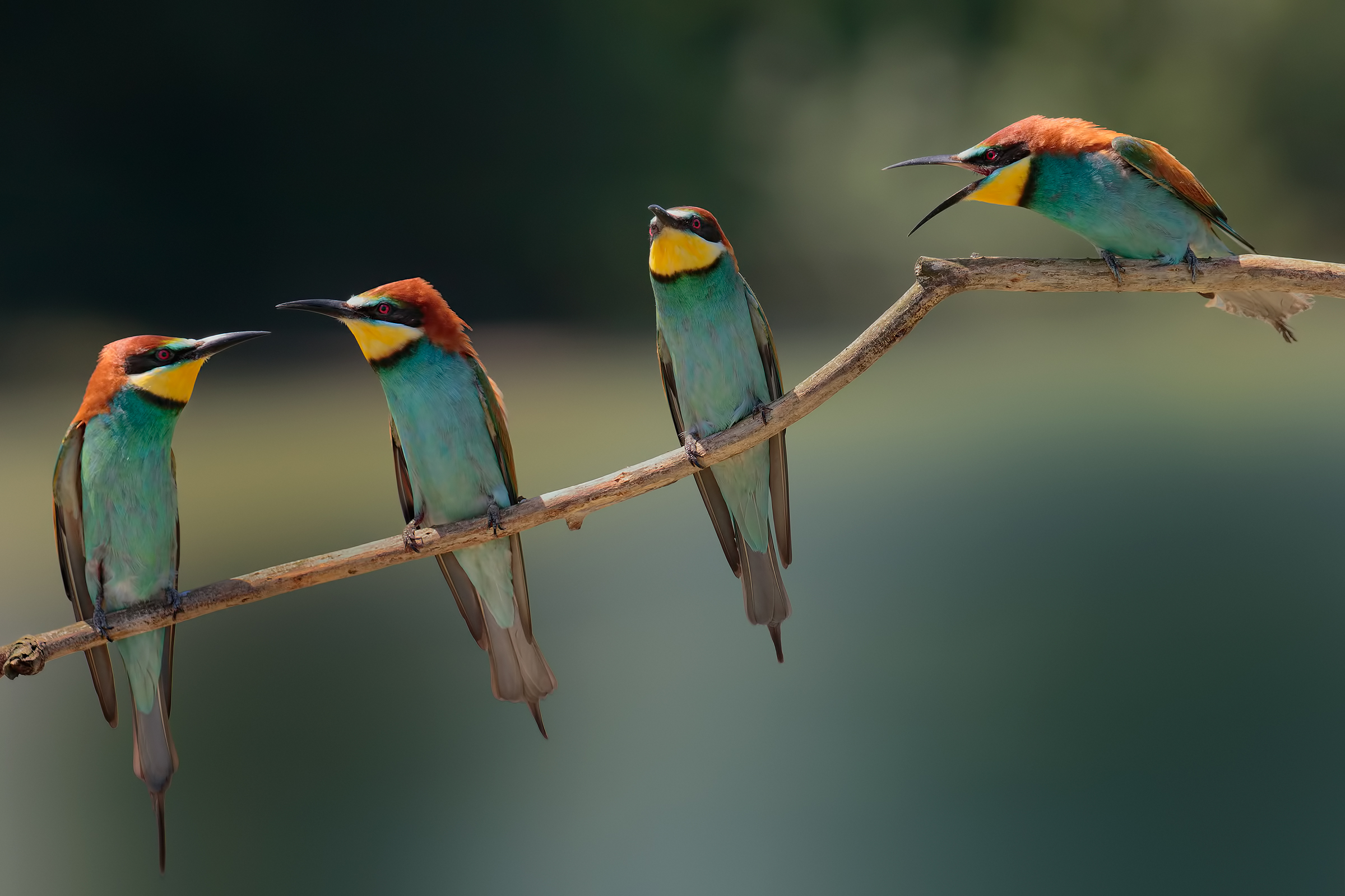 Hey you, listen to me!