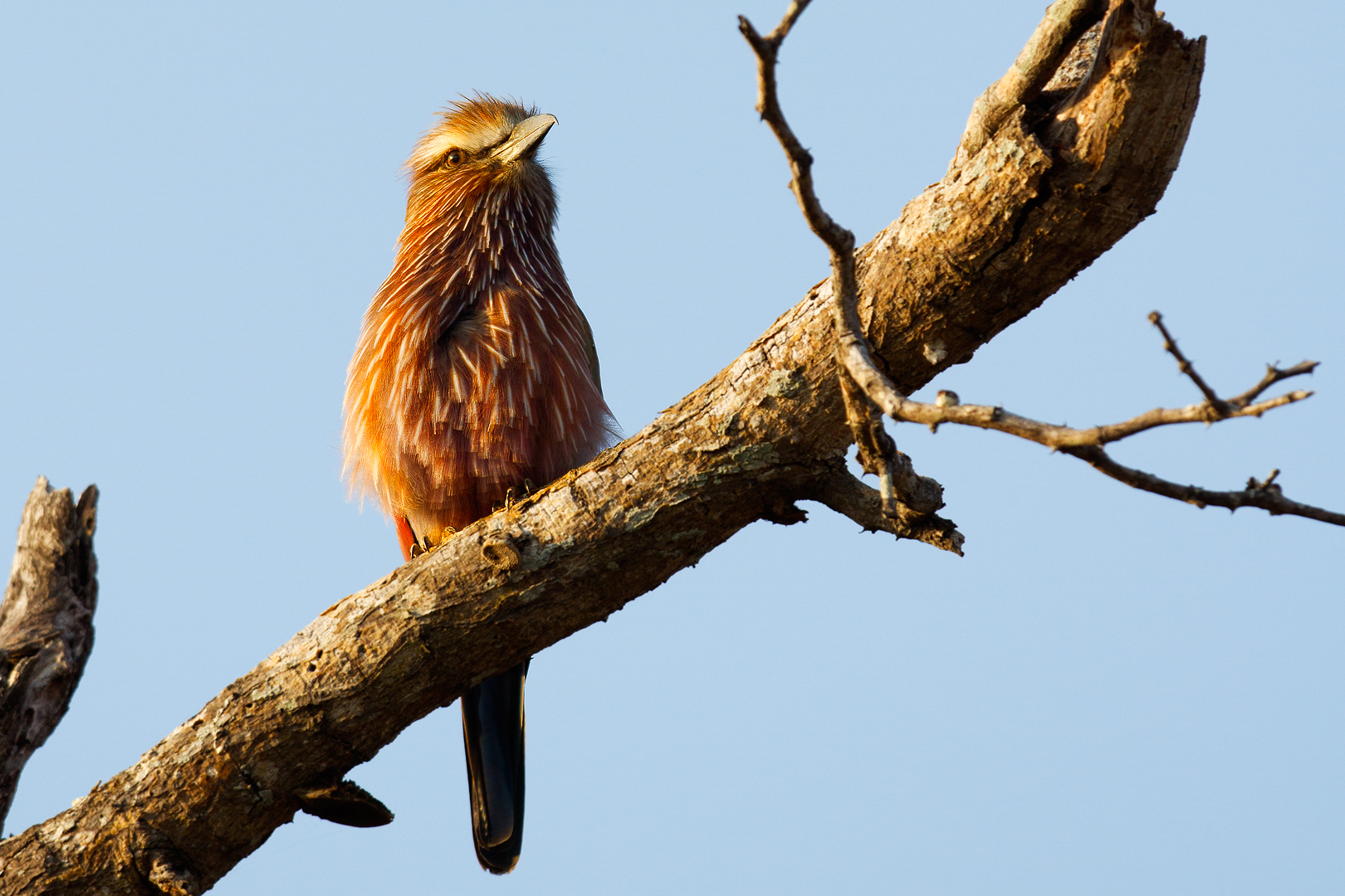Rullo viola (Coracias Nevio)