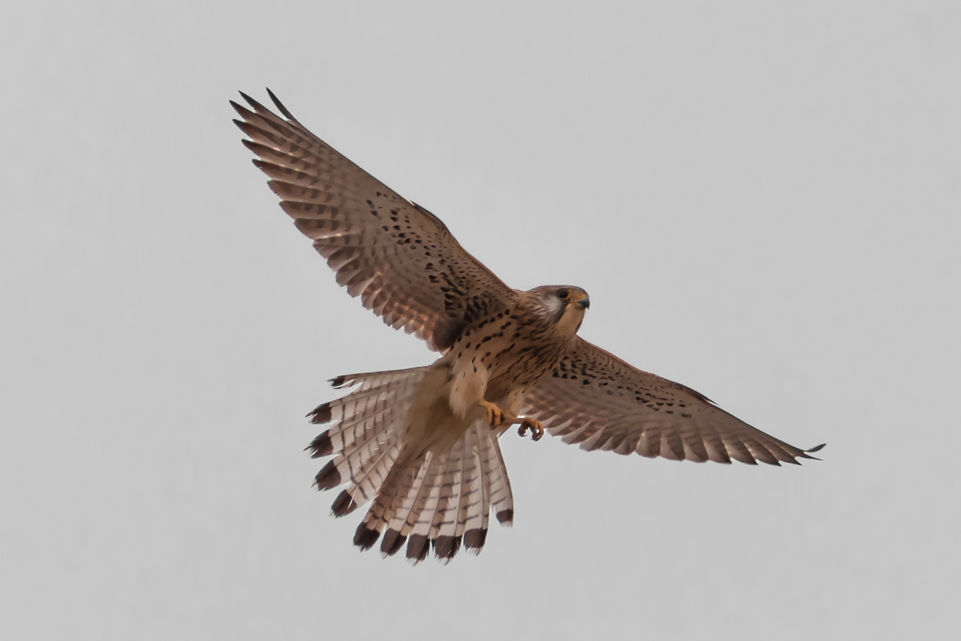 Lesser Kestrel - 2